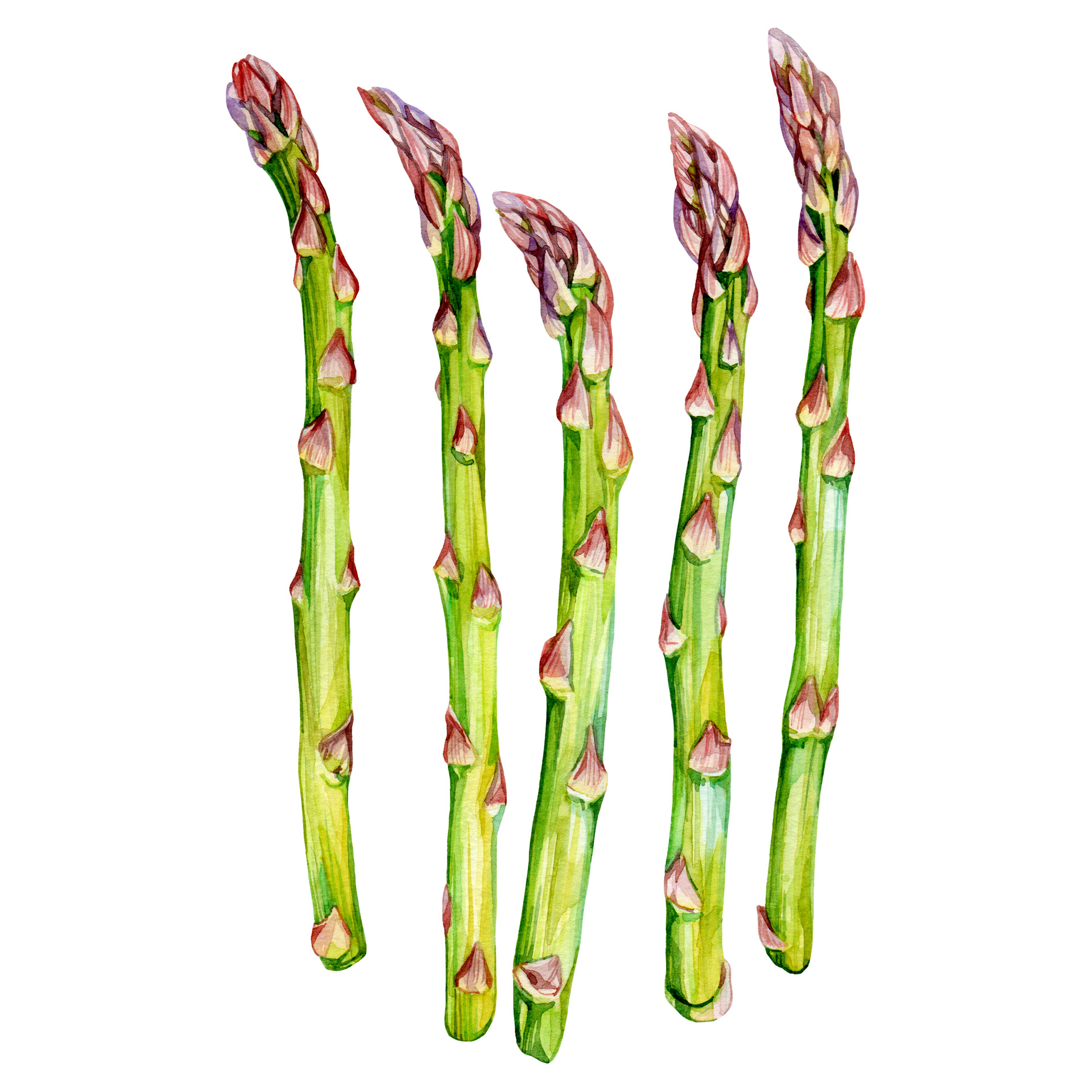 Asparagus