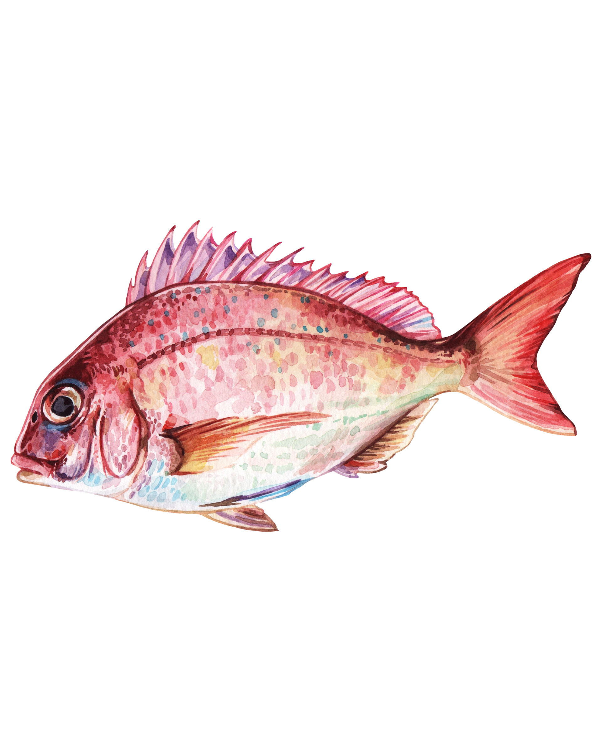 Red snapper