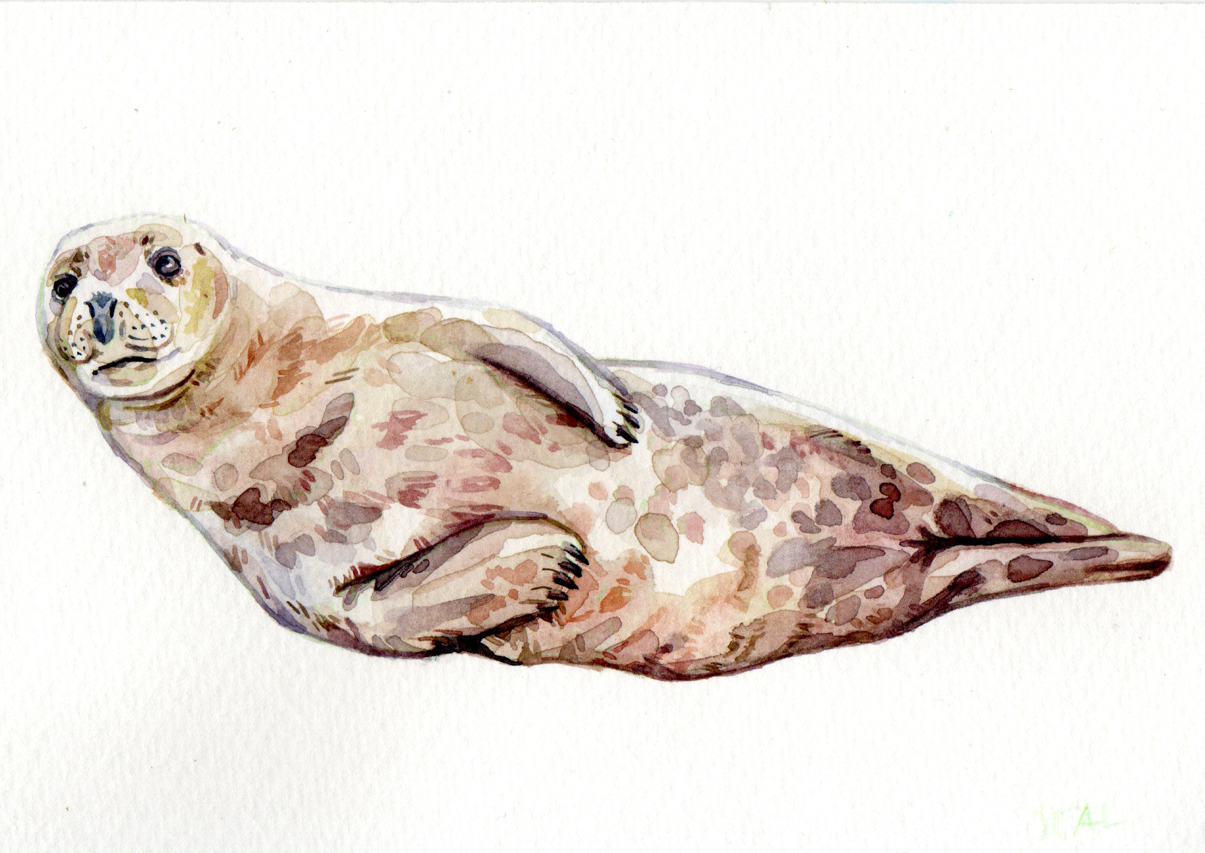 Original Seal Painting - 65€ (14.6 x 10.4 cm)
