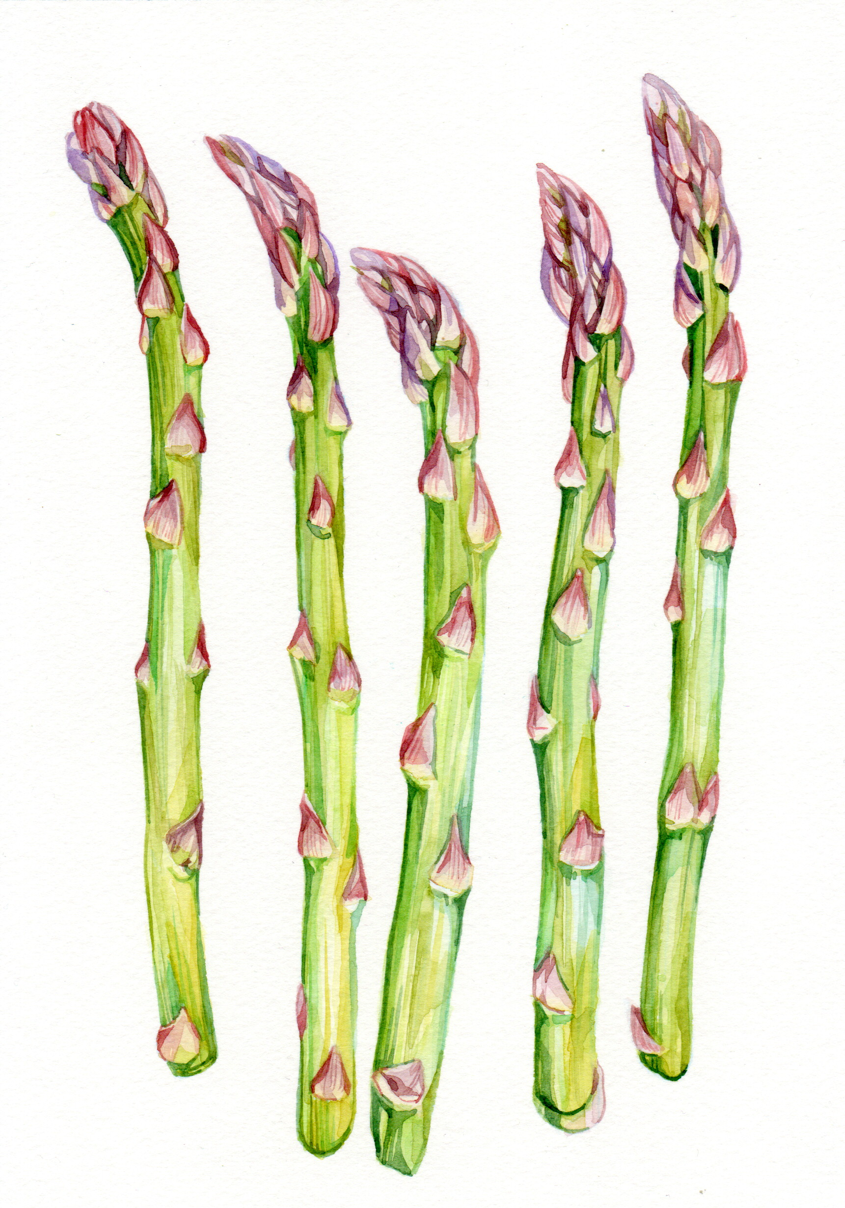 Original Asparagus Painting - 160€ (14.8 x 21 cm)