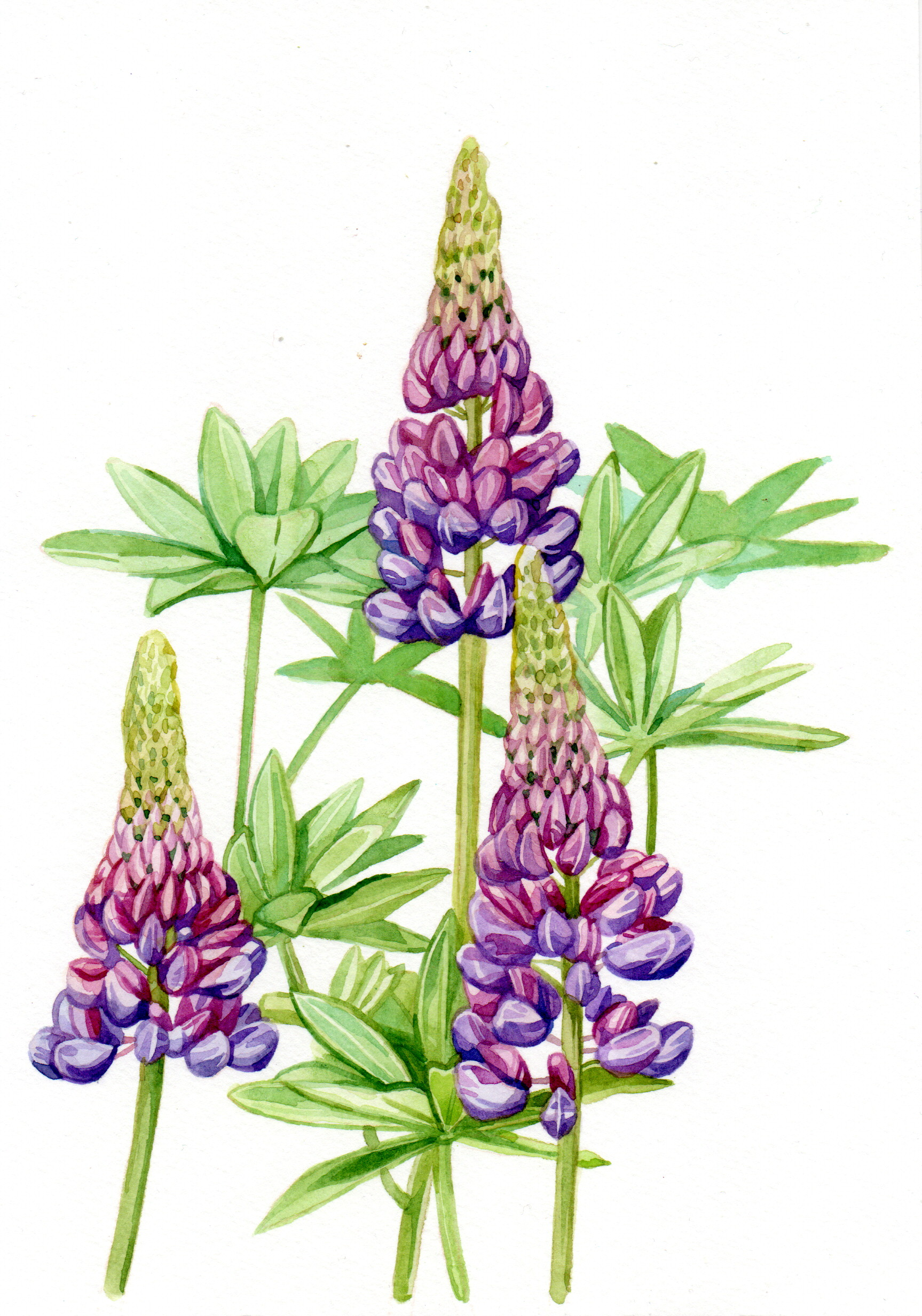 Original Lupine Flower Painting - 160€ (14.8 x 21 cm)
