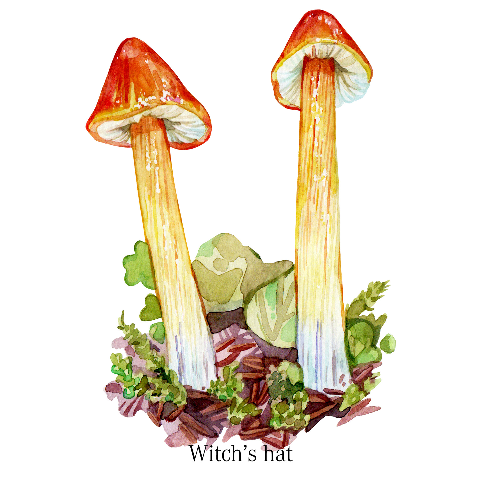 Witch's hat