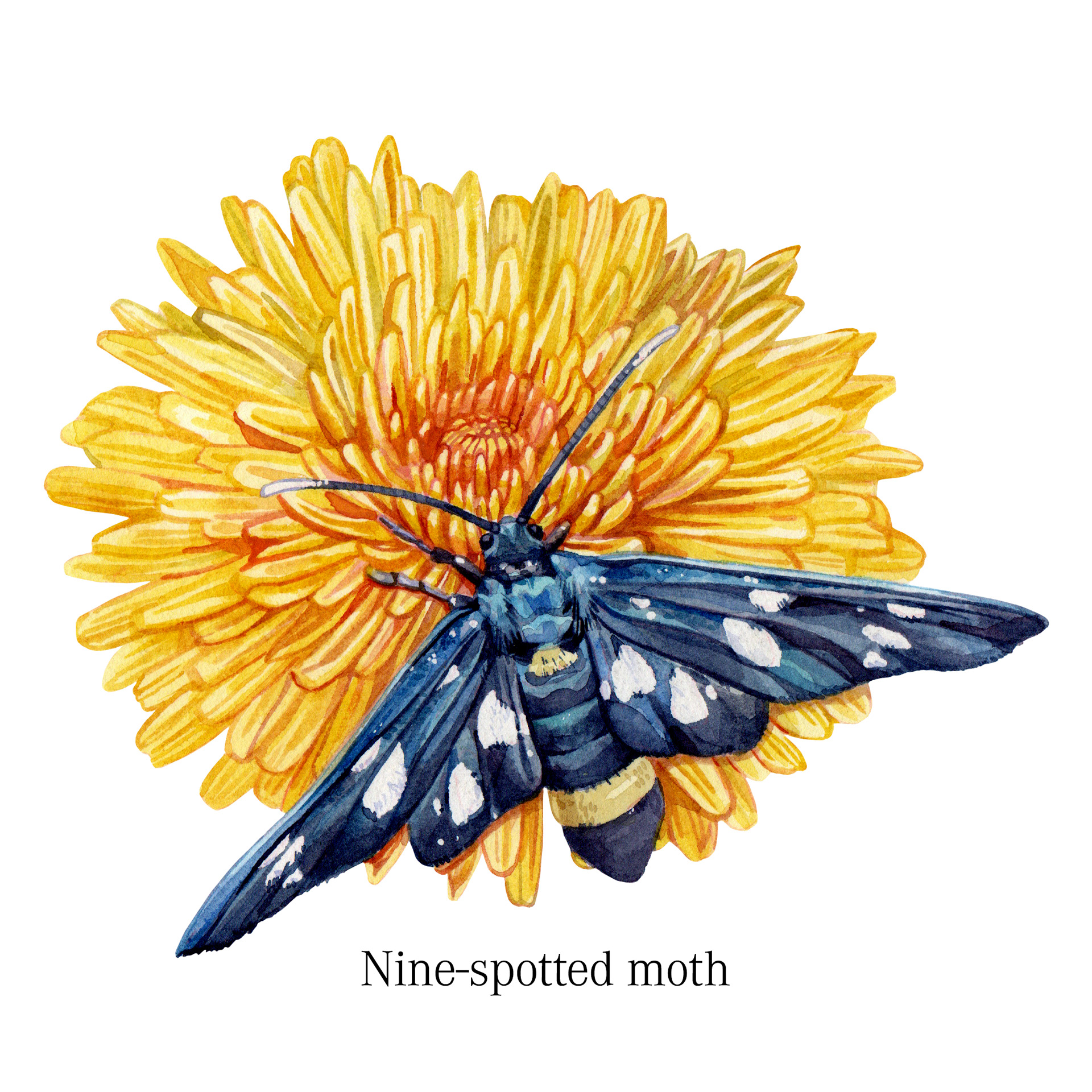 Nine spotted moth
