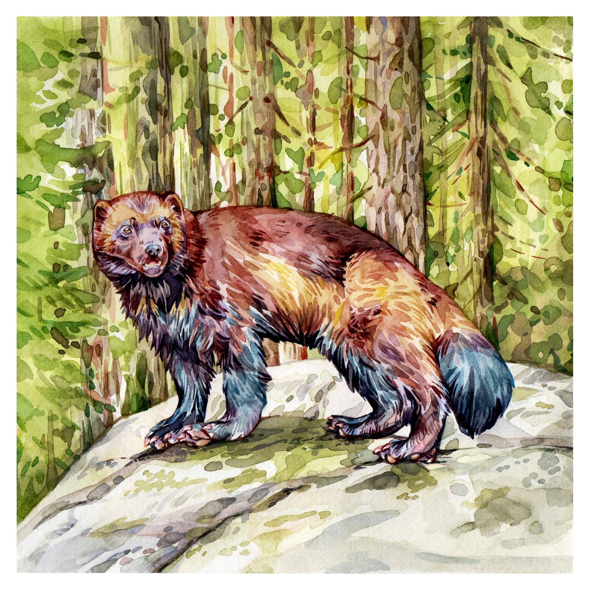 Original Wolverine Painting - 225€ (21 x 21 cm with white border)