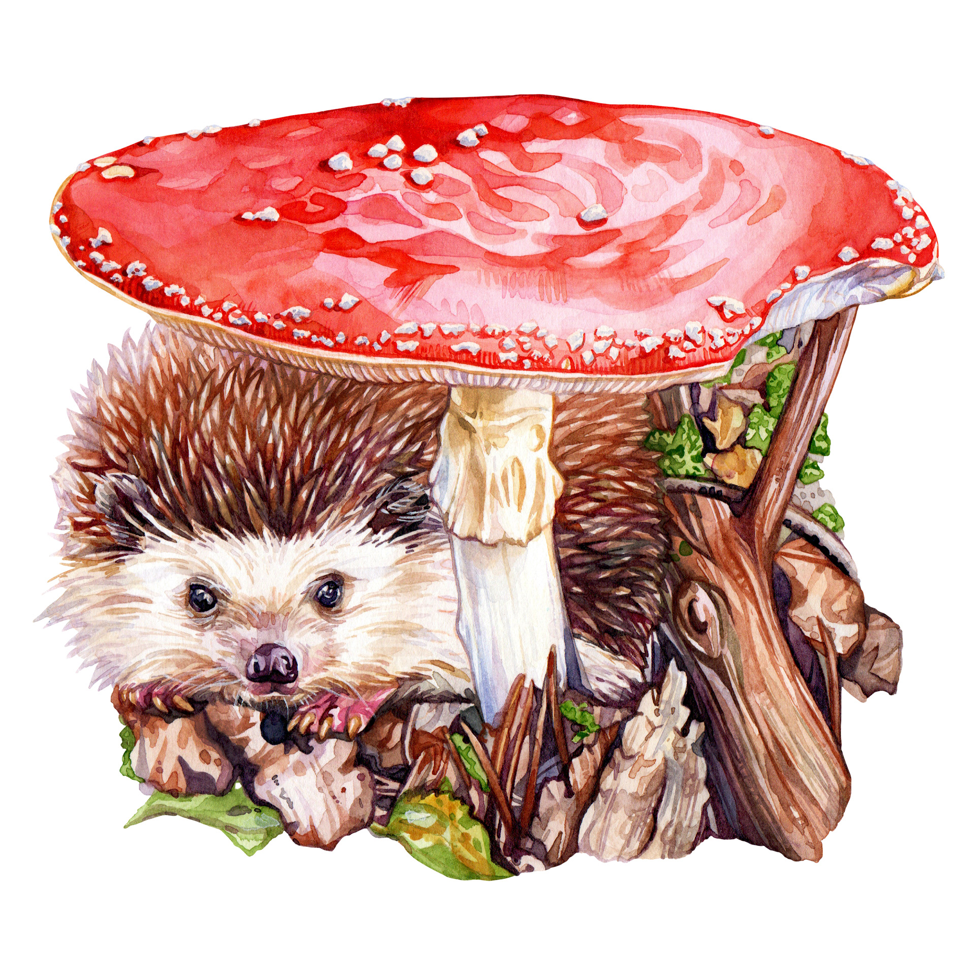 Hedgehog hiding under a fly agaric mushroom