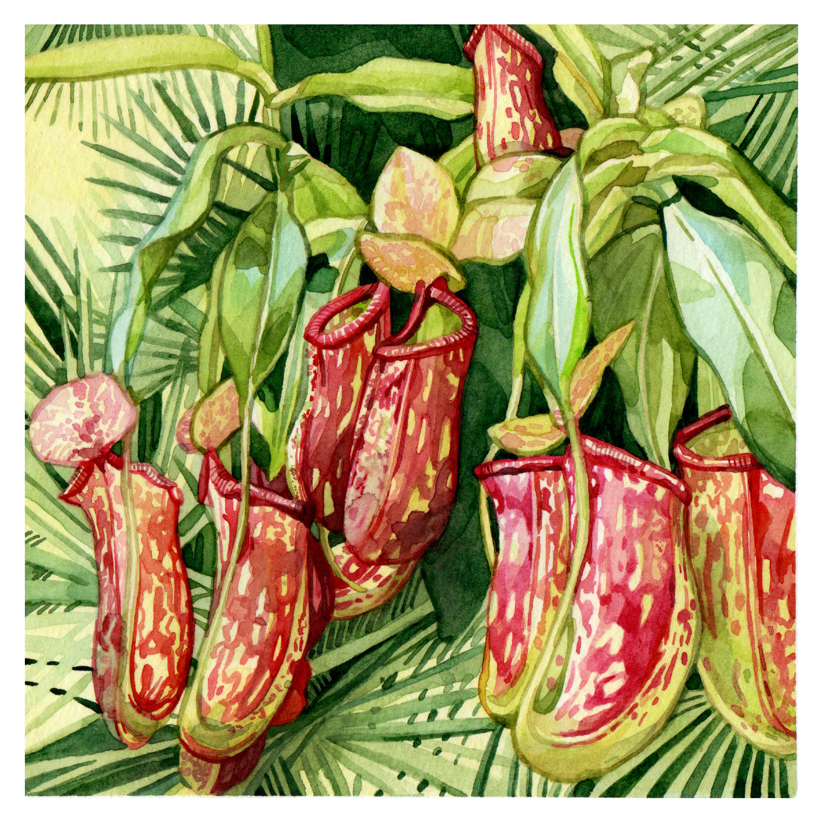 Original Pitcher Plant Painting - 120€ (15 x 15 cm with white border)
