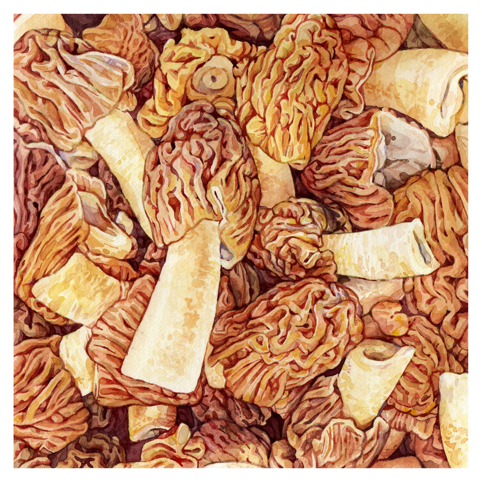 Verpa Bohemica mushrooms