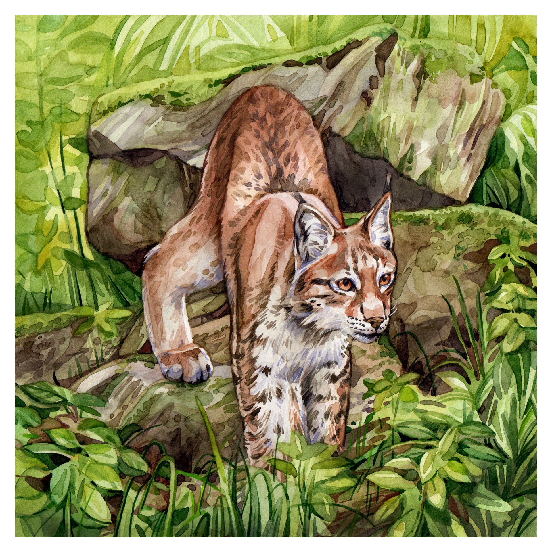 Original Eurasian Lynx Painting - 225€ (21 x 21 cm with white border)