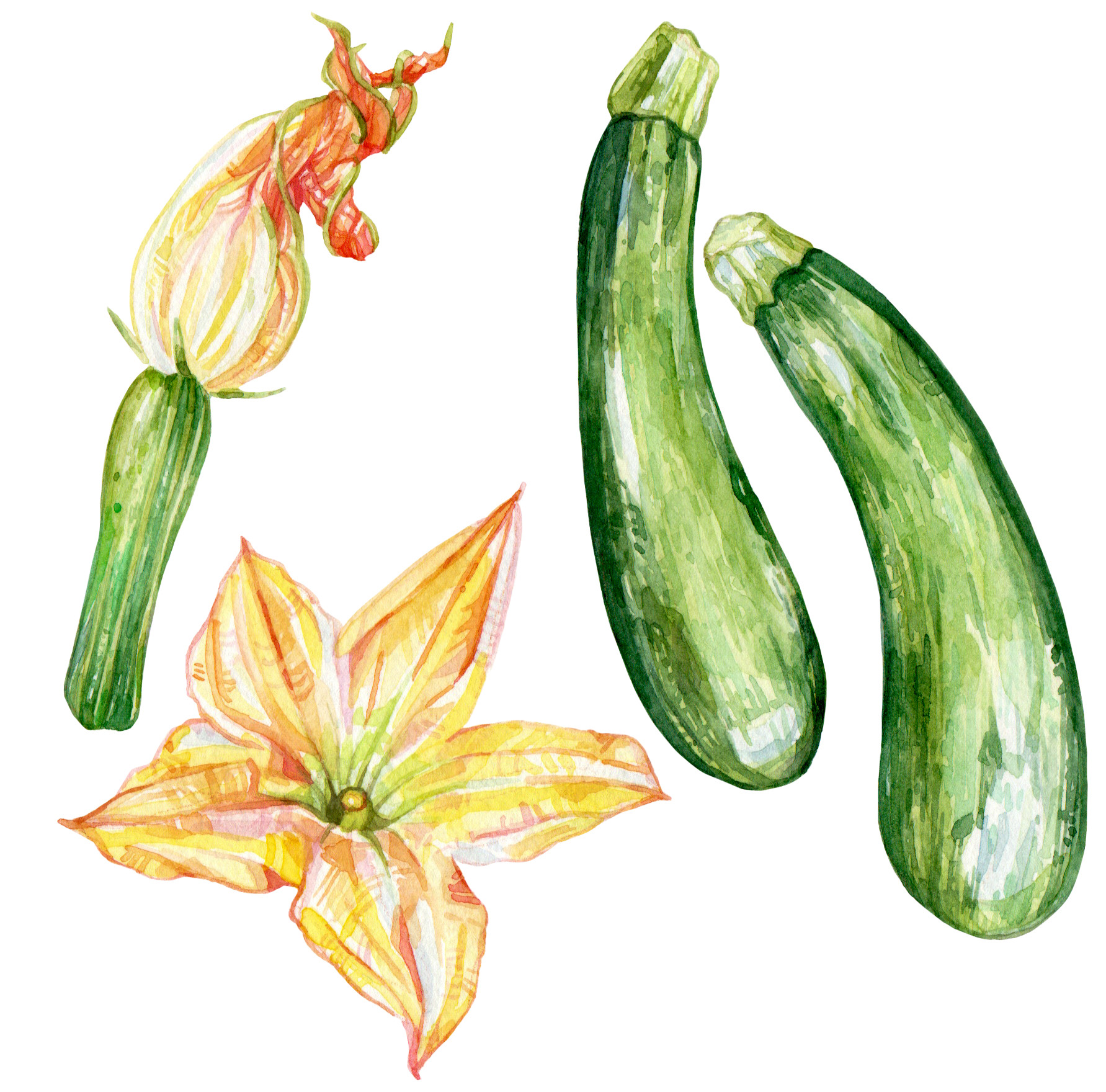 Original Zucchini Painting - 60€ (15 x 15 cm)
