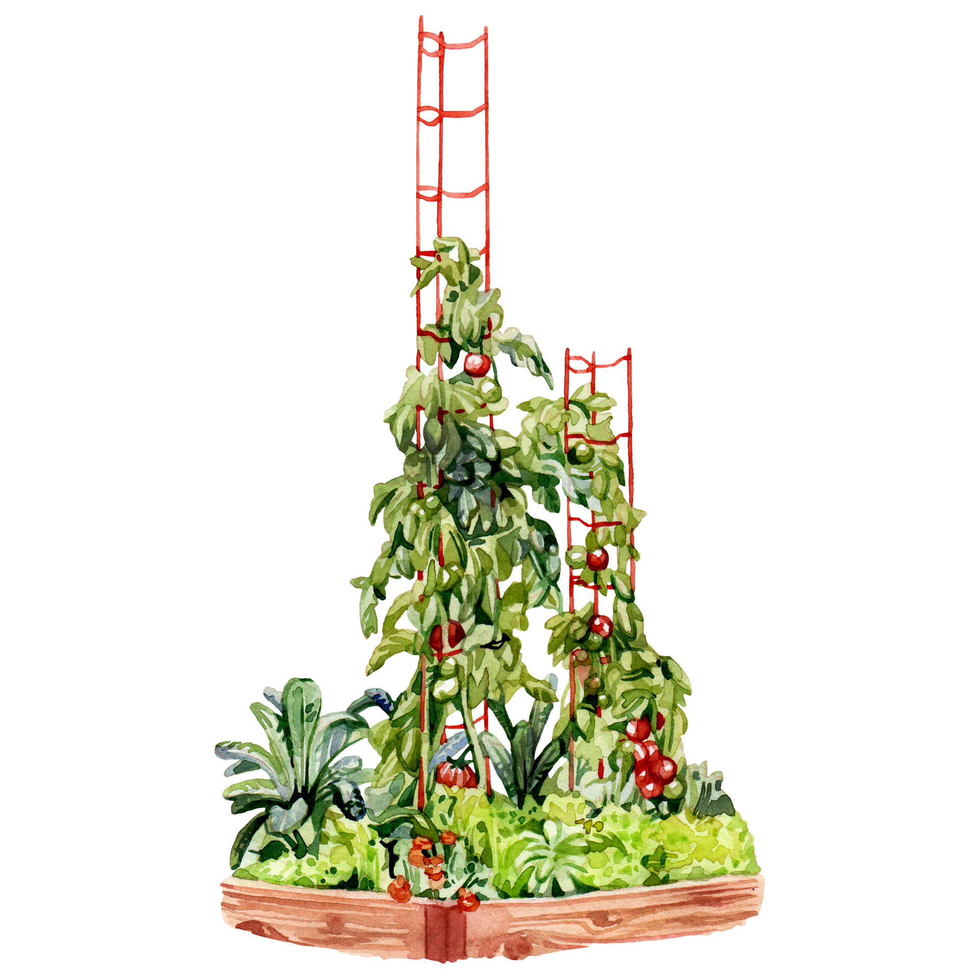 Tomato trellis