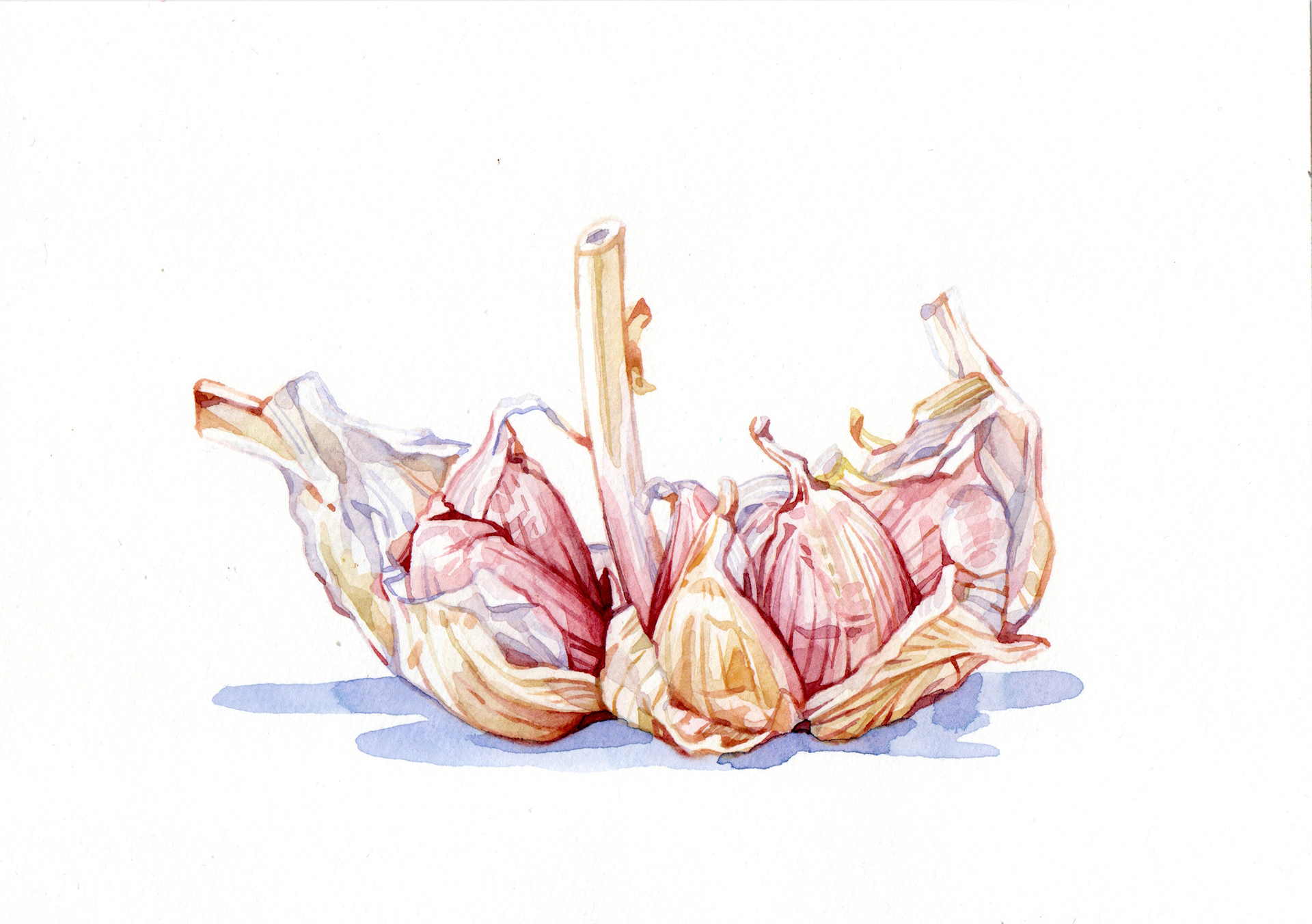 Original Garlic Painting - 160€ (21 x 14.8 cm)