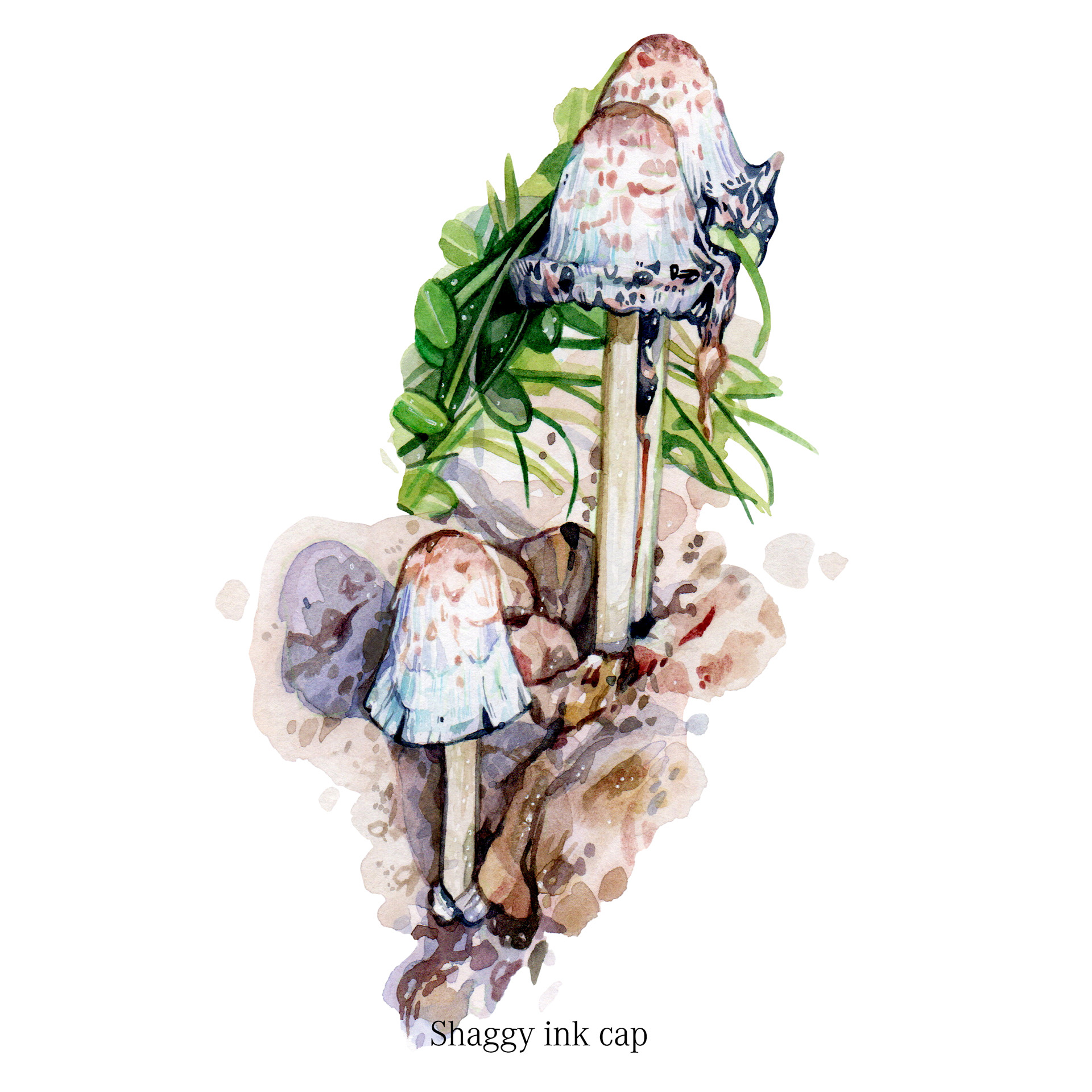 Shaggy ink cap