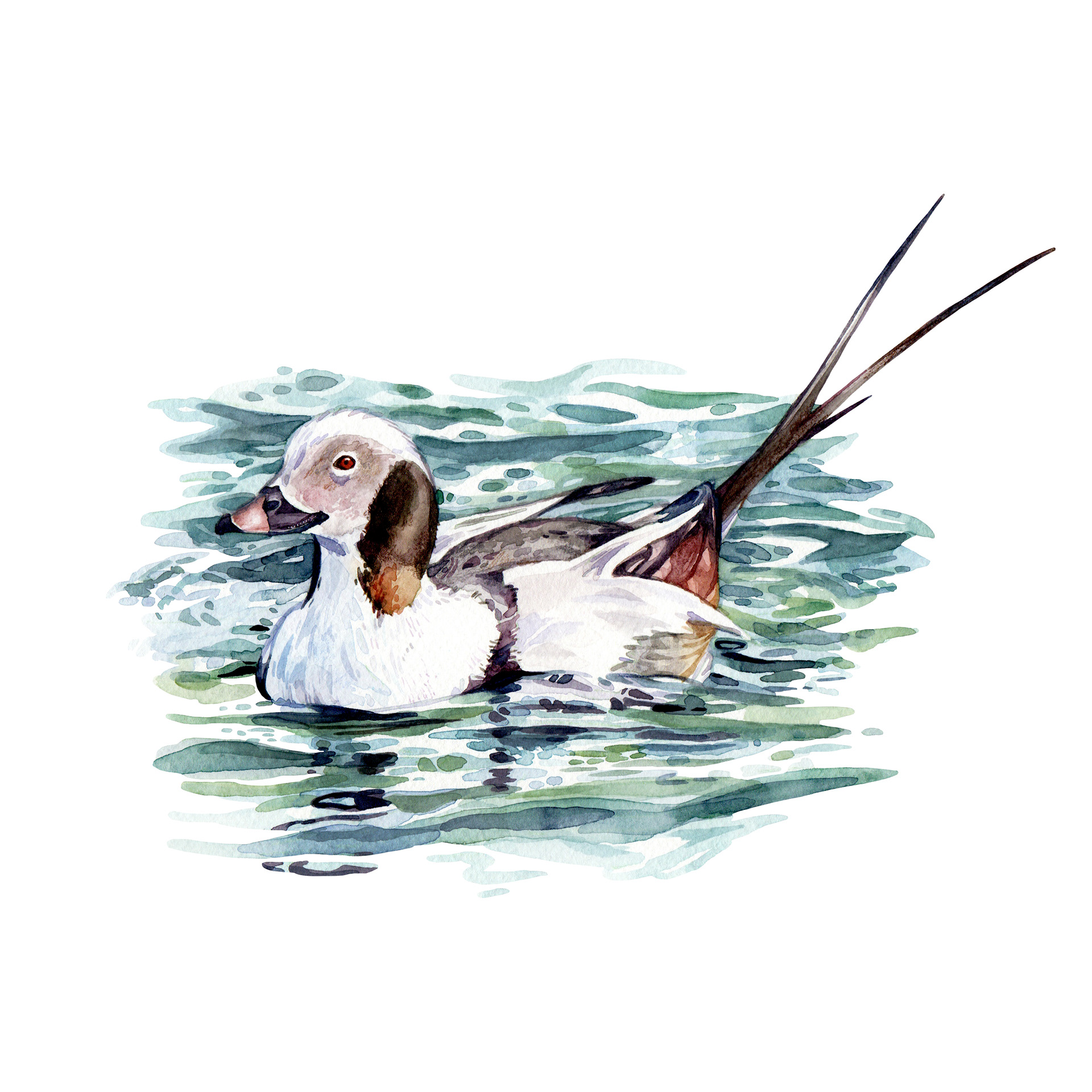 Long-tailed duck
