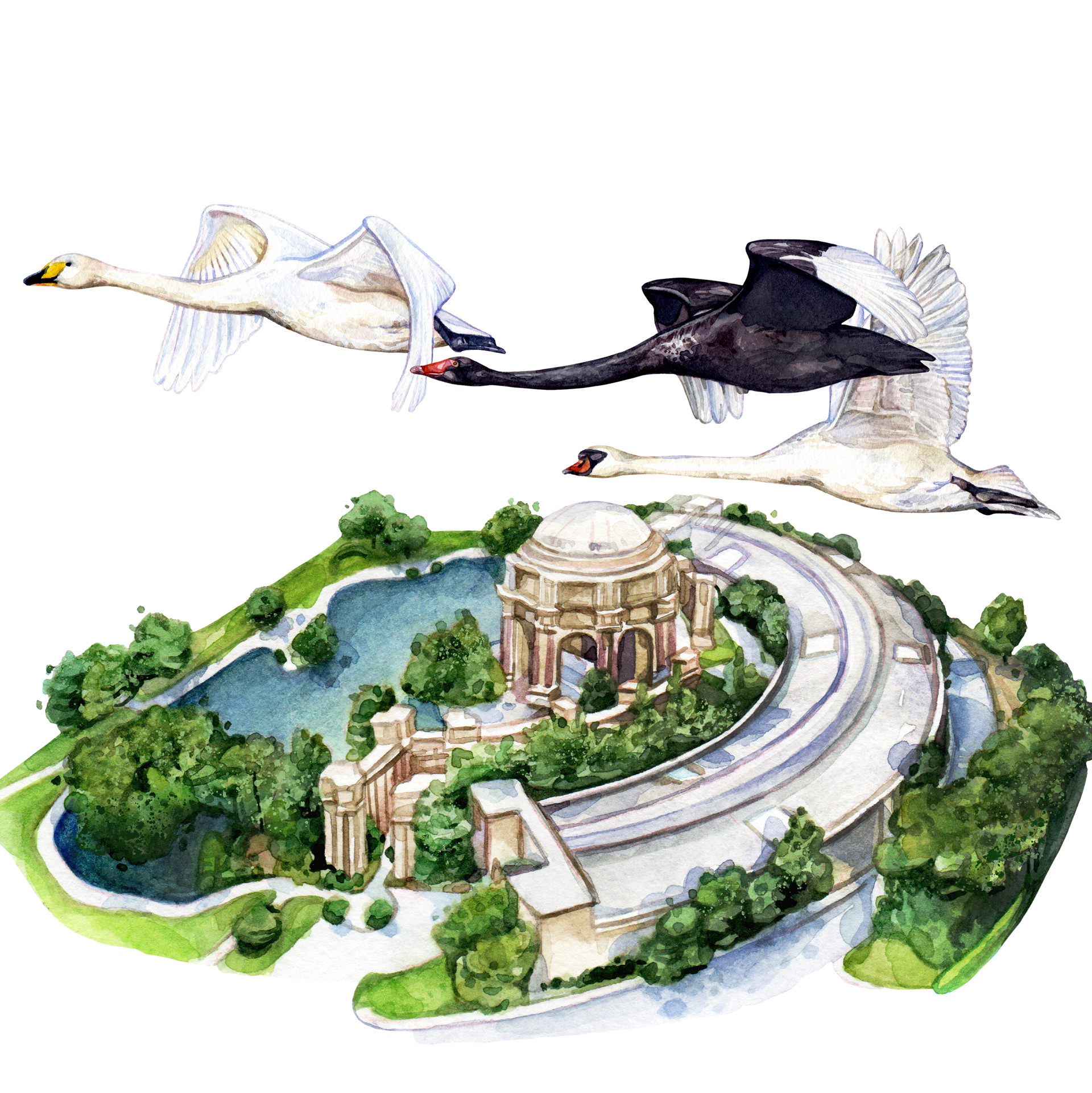 "The Company of Swans" - editorial illustration for "The SanFransiscan" magazine