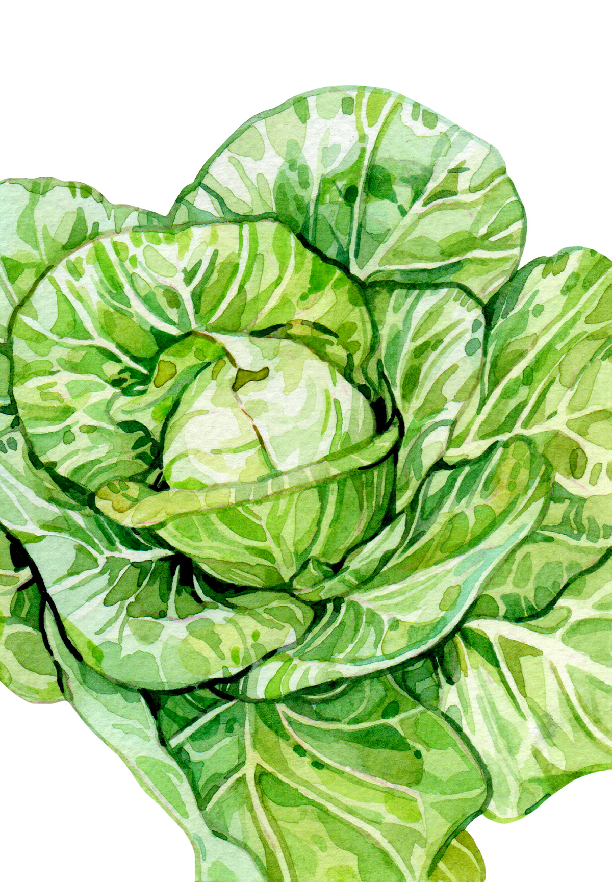 Cabbage