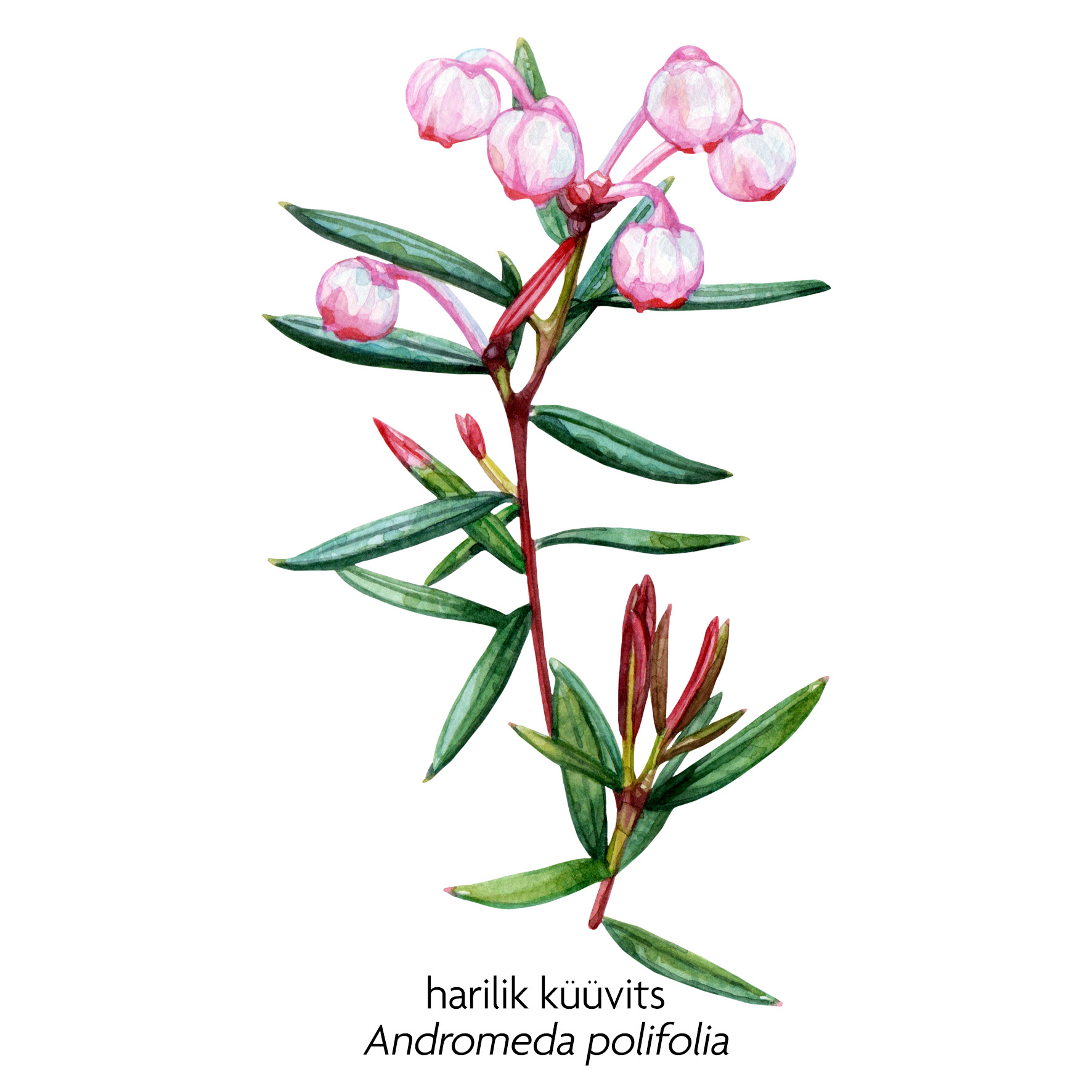 Andromeda Polifolia