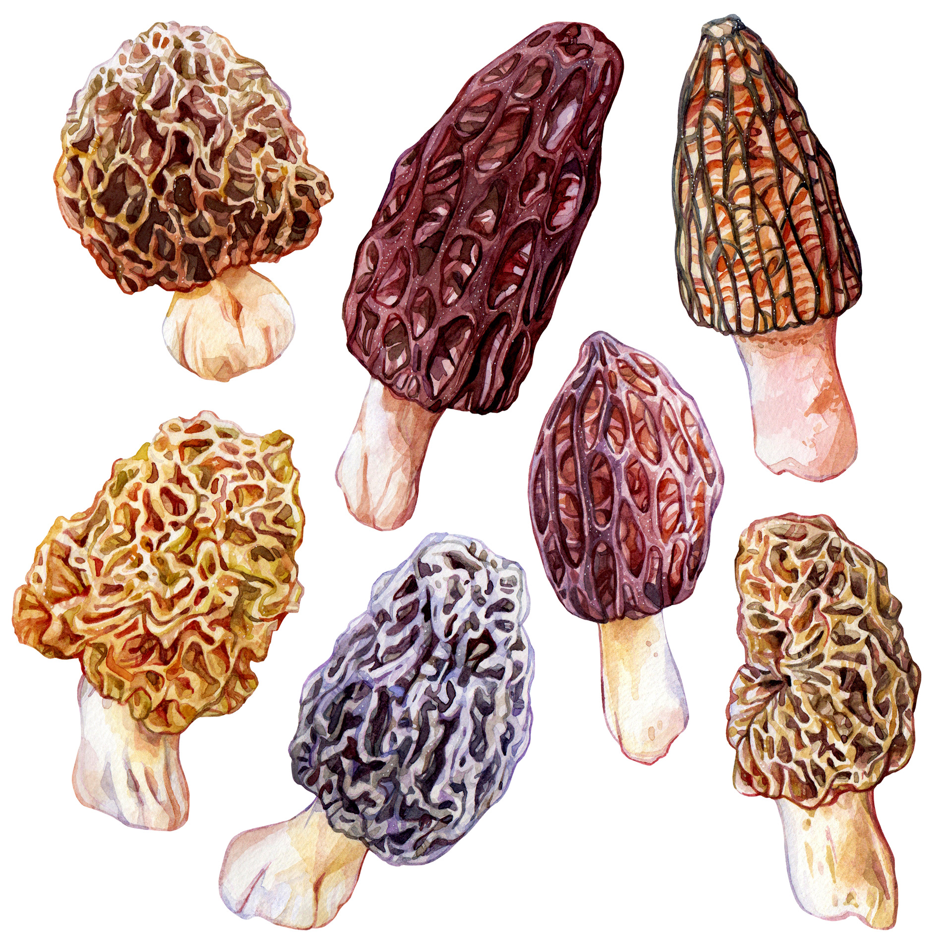 Morel variety
