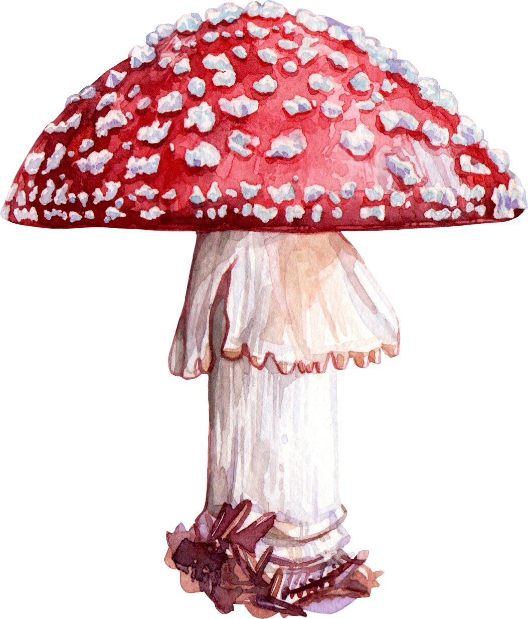 Amanita Muscaria