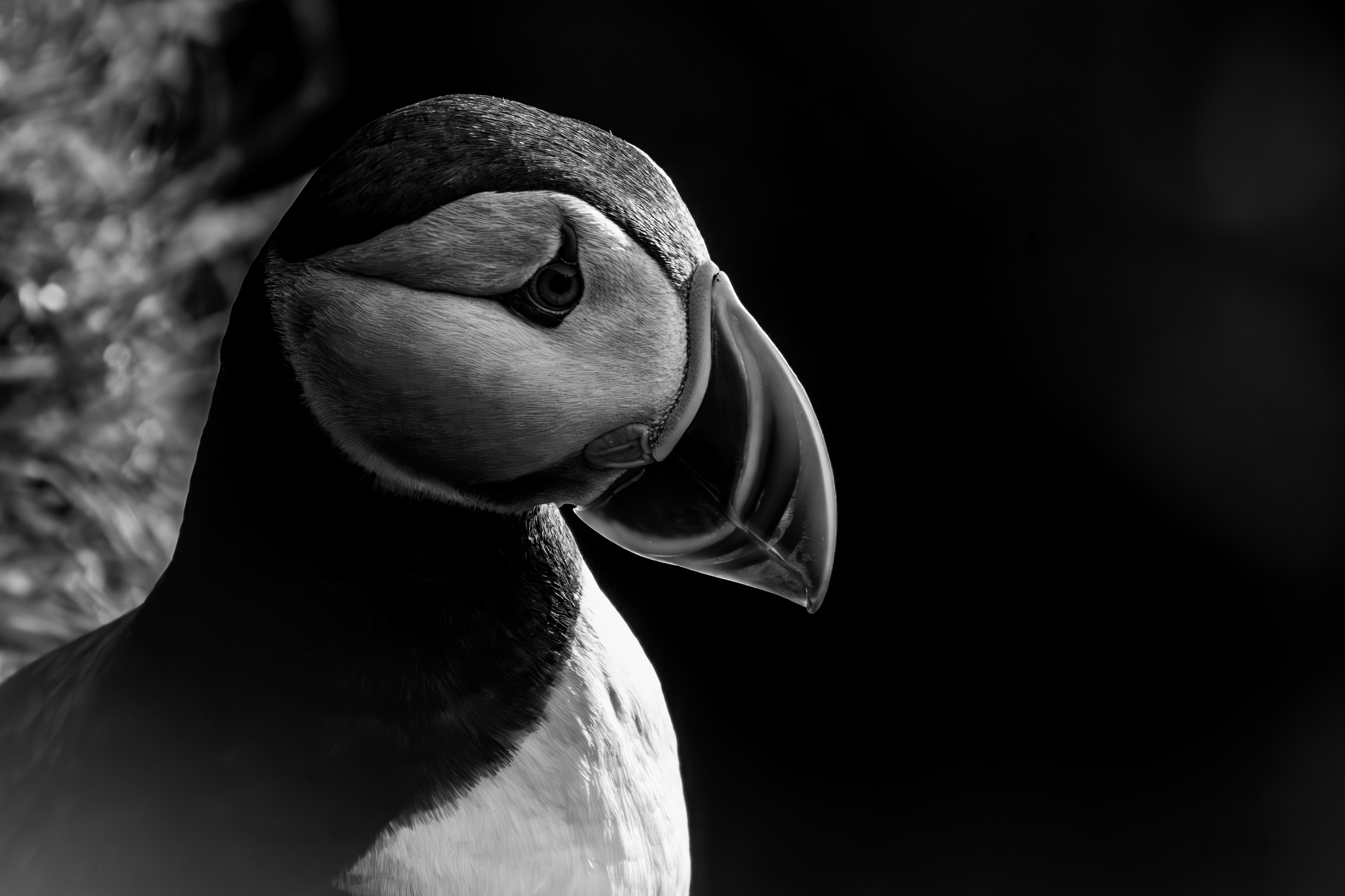 Puffins-ICELAND 2024-