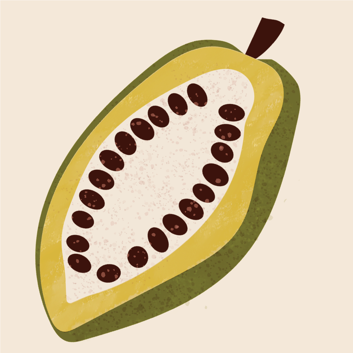 An open cacao pod.