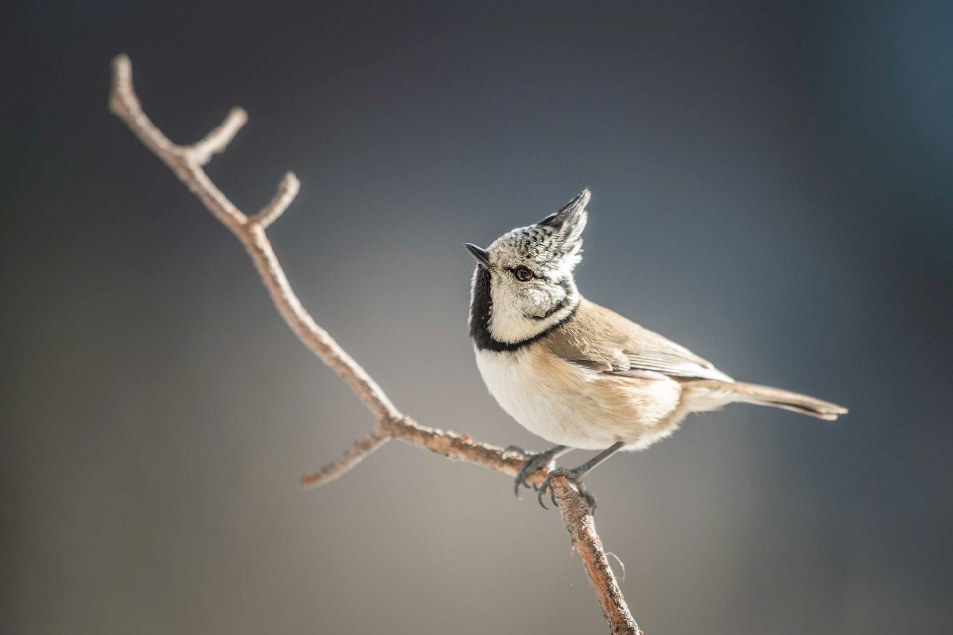 mésange huppée 2