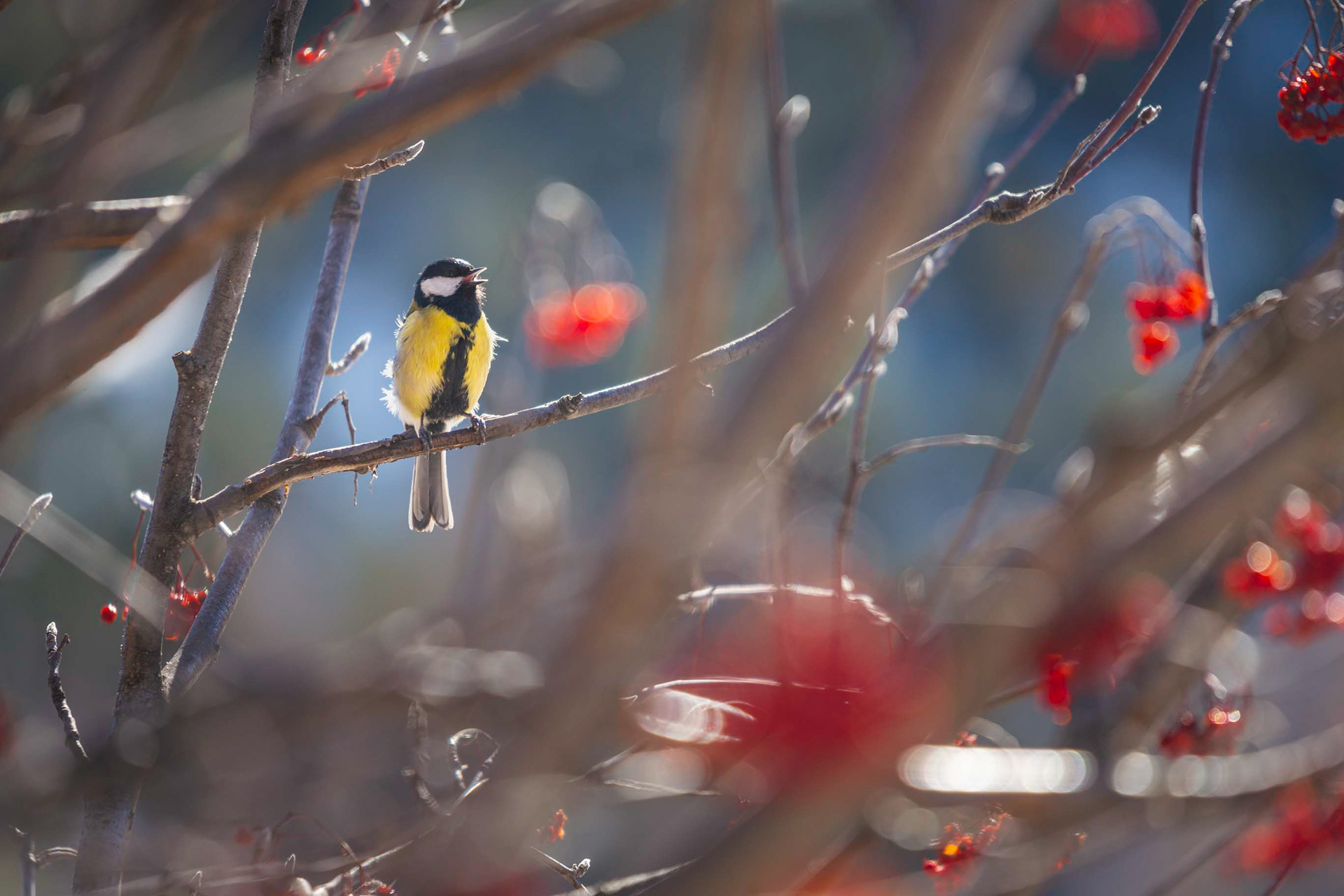 mésange charbonnière