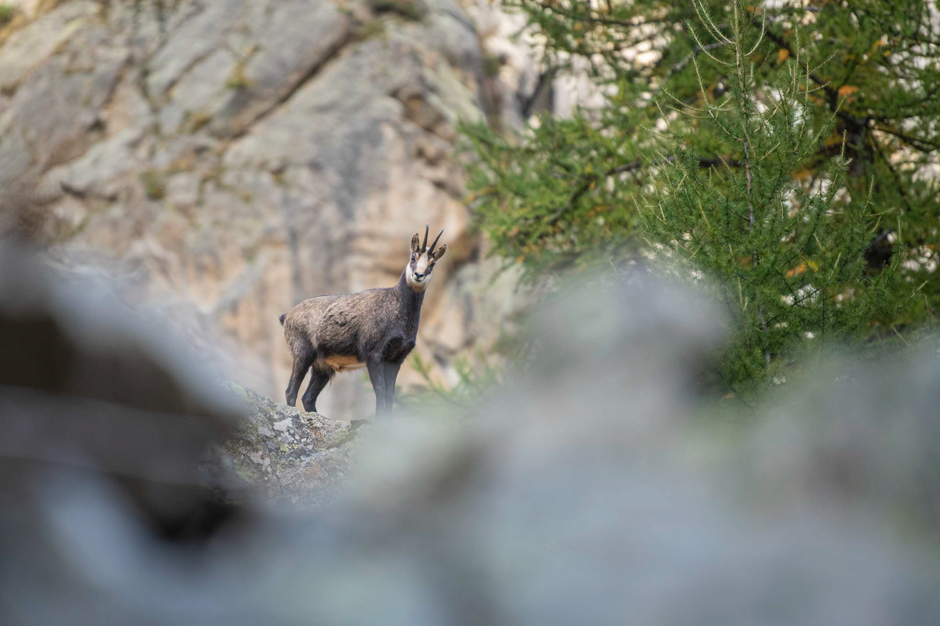 chamois