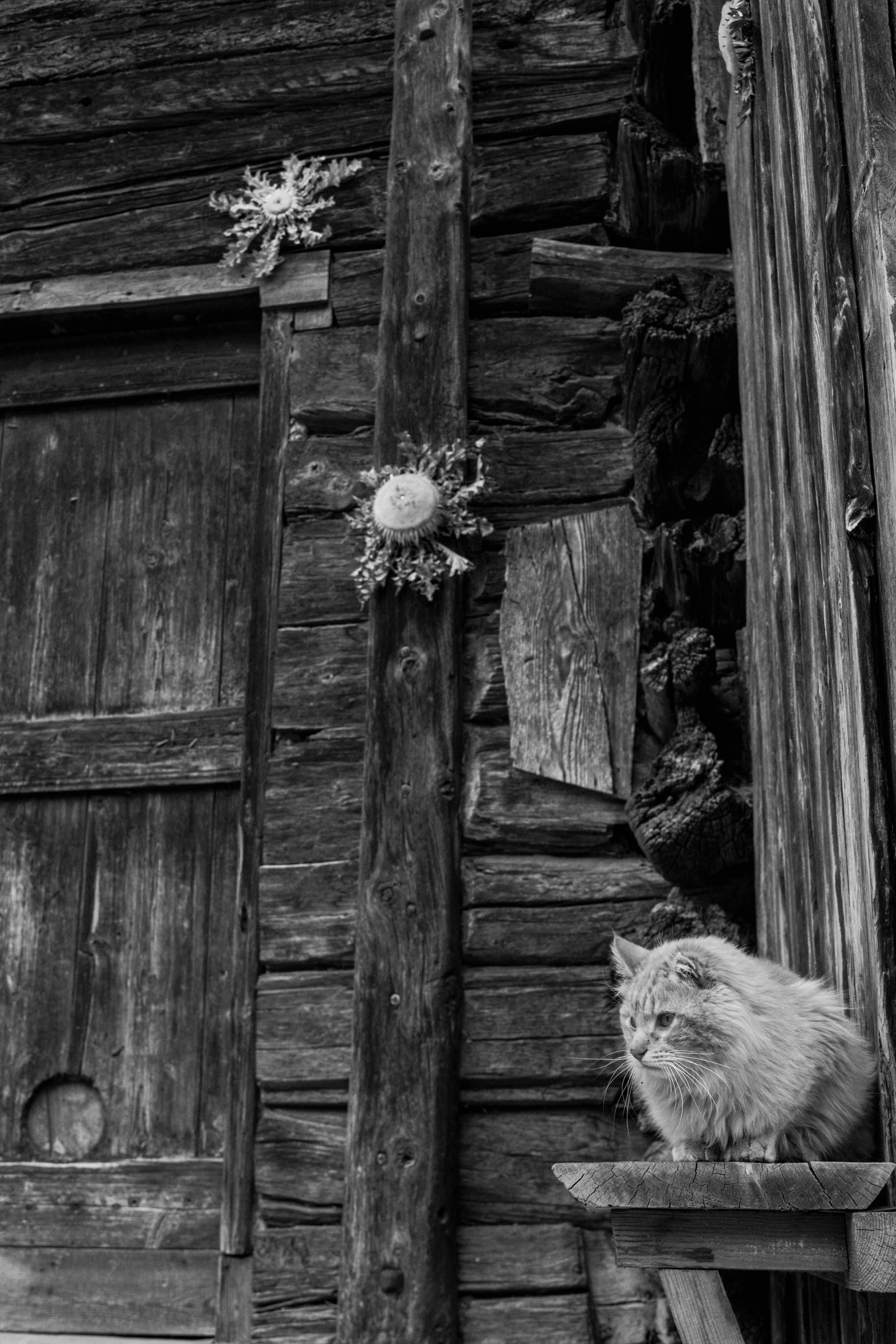 chat Ceillaquin