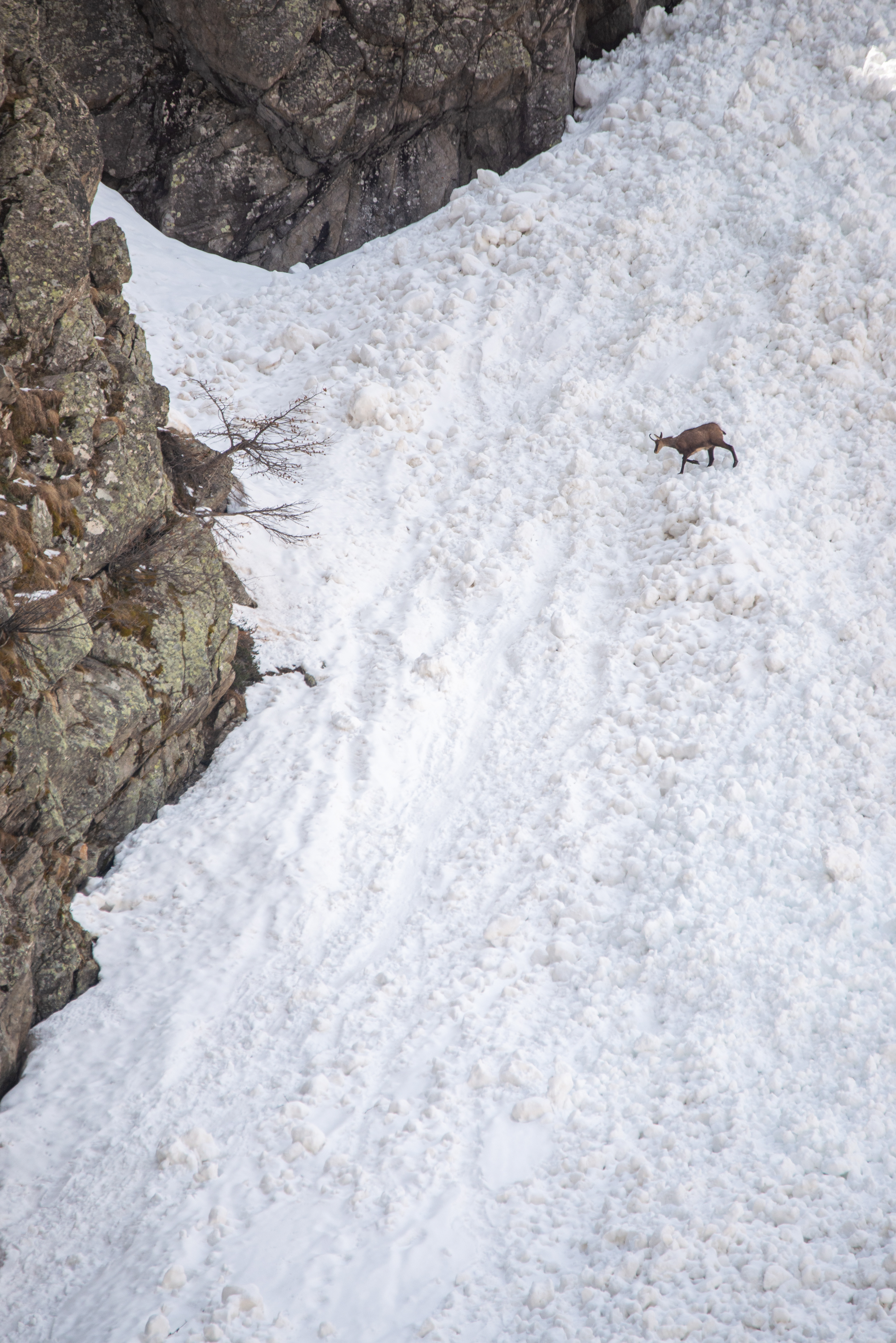 Chamois dans un névé - Ecrins