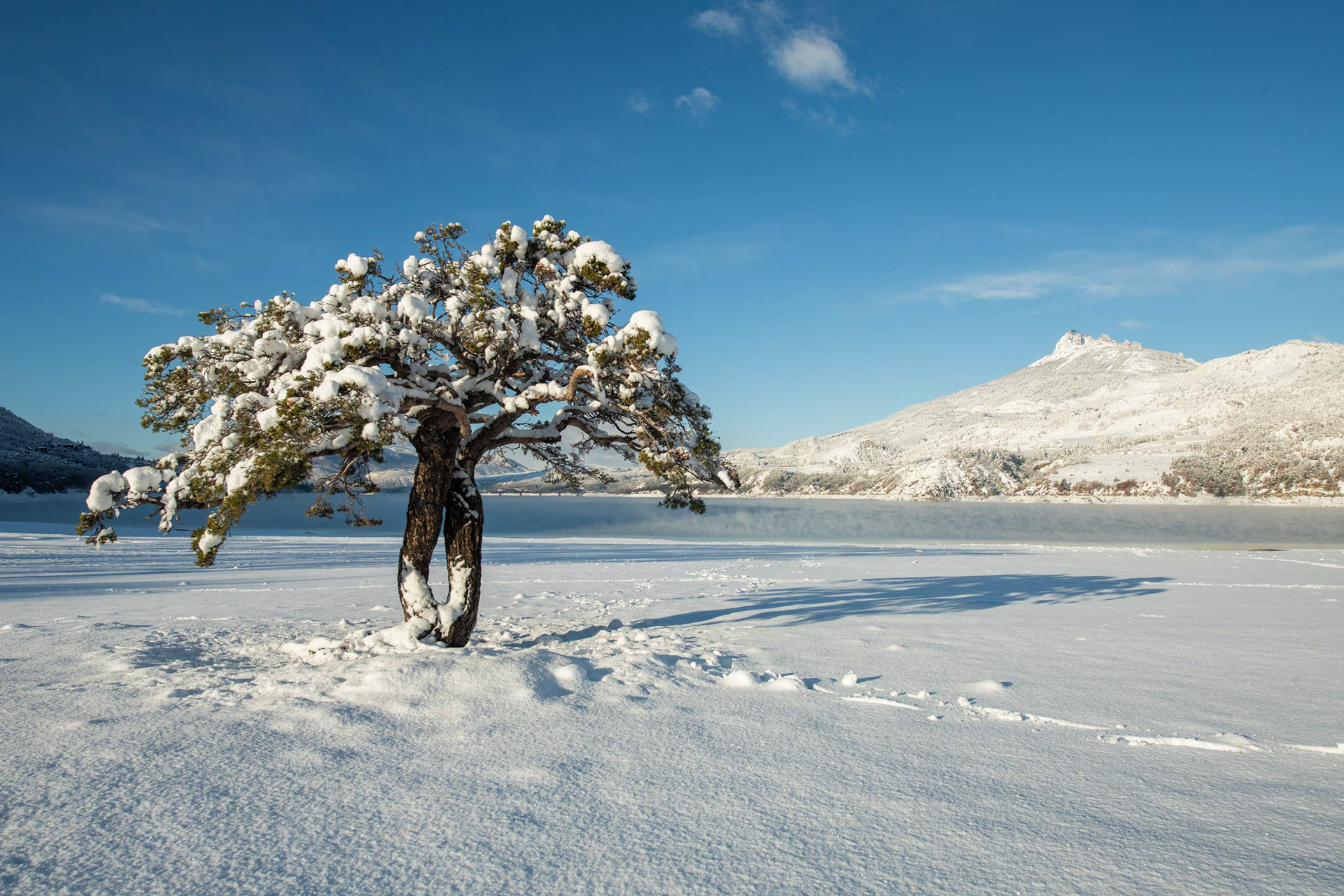 l'arbre de vie en hiver