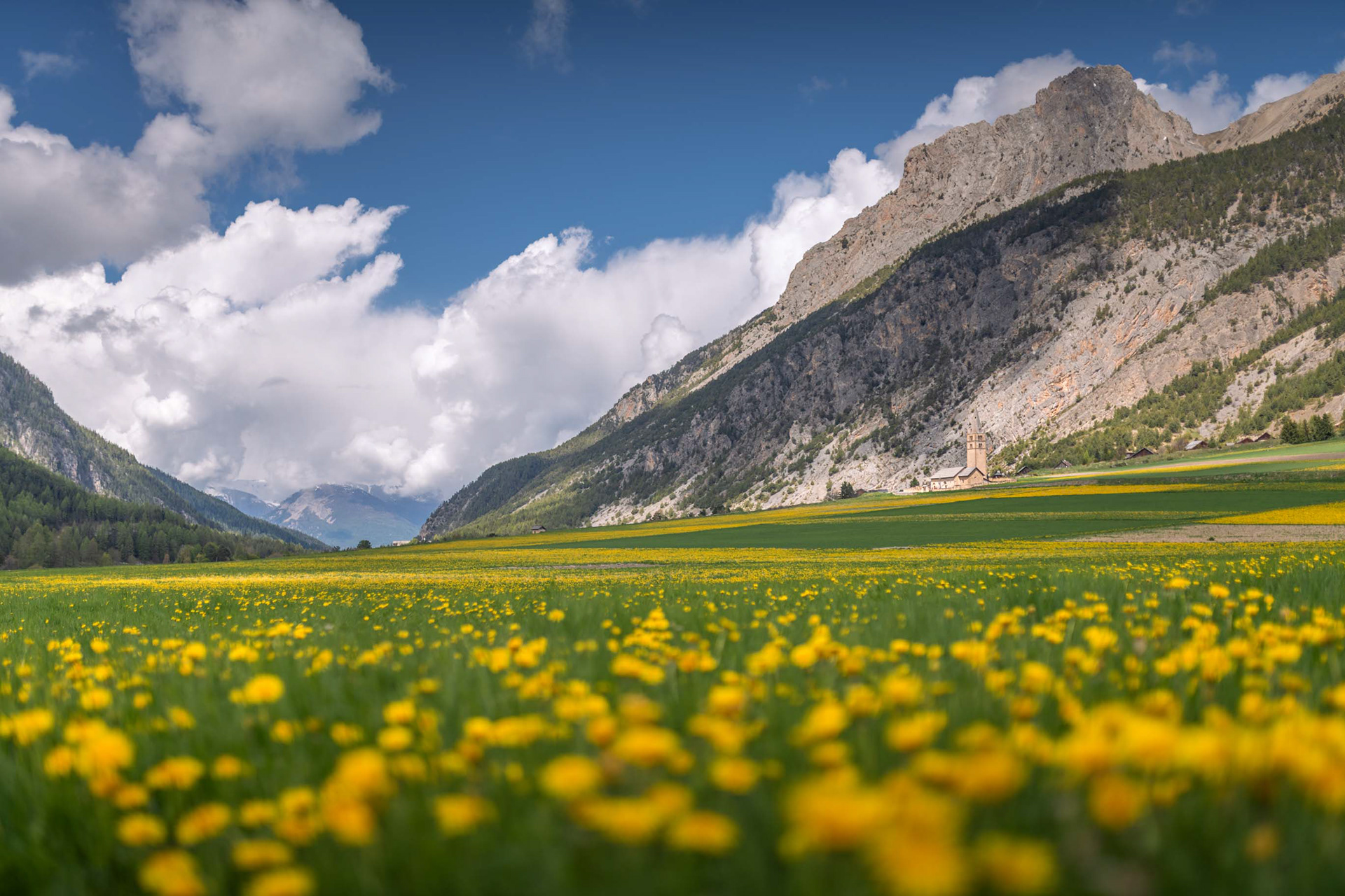 Pissenlits à Ceillac - Queyras
