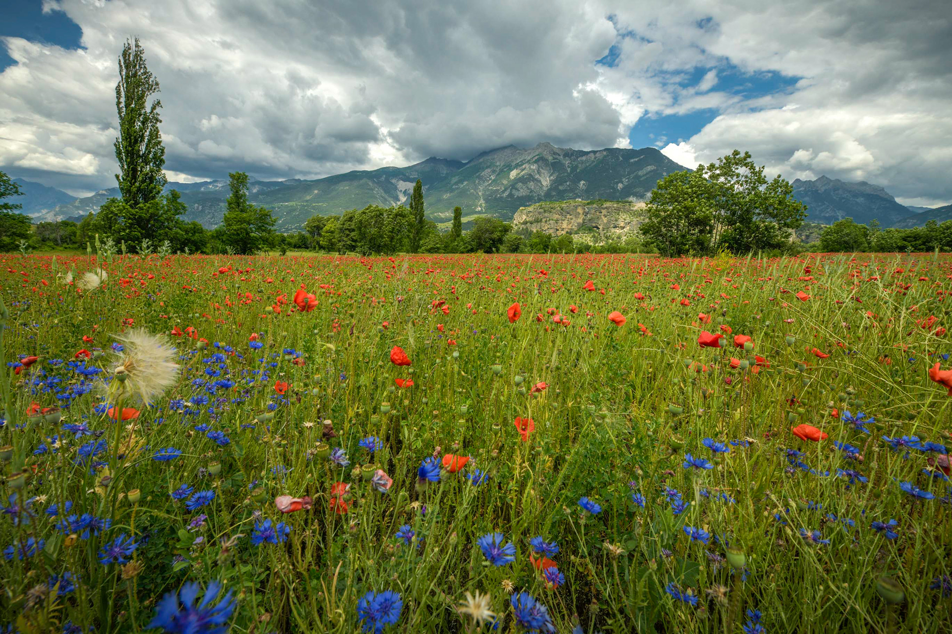 Catinat et son champs de coquelicots