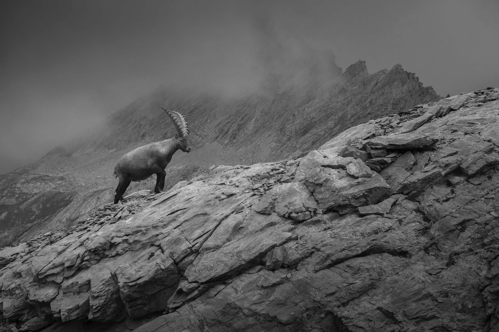 Le bouquetin et la taillante