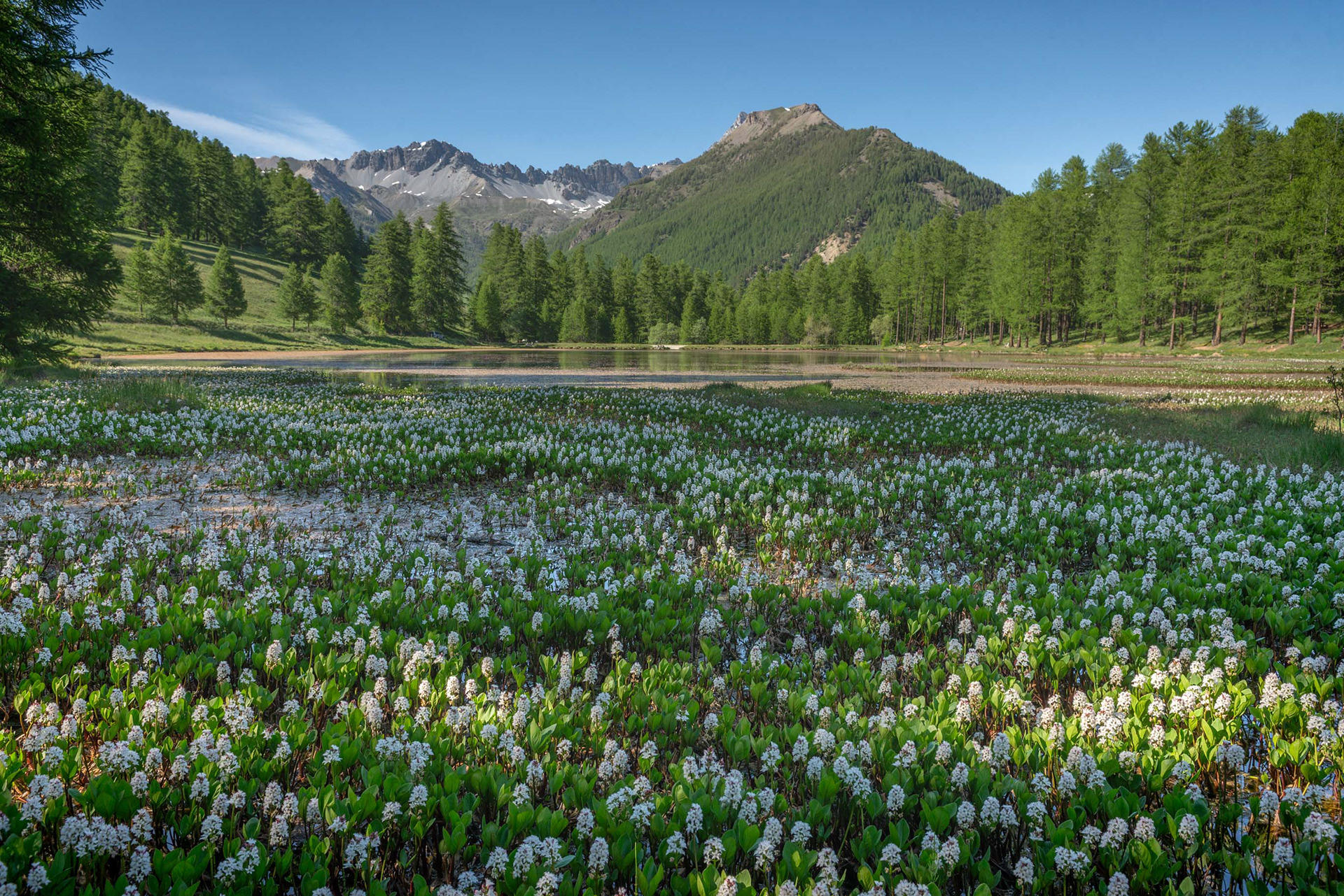Lac de roue printemps