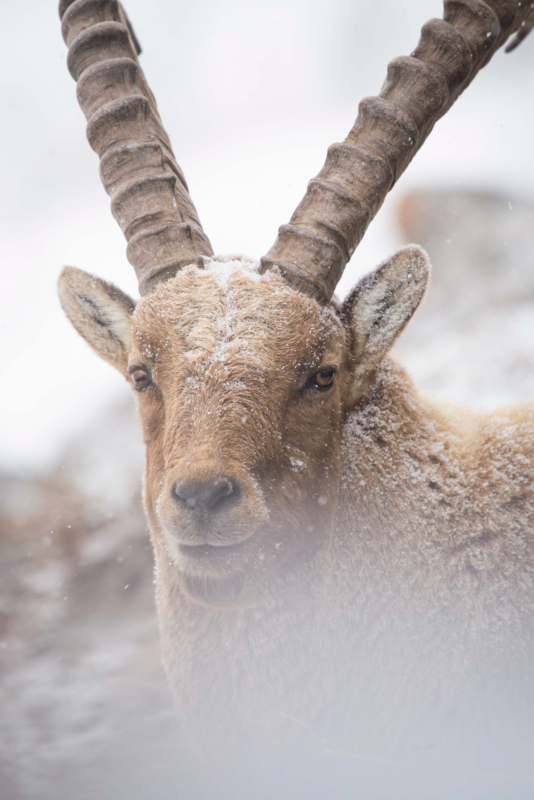 Portrait bouquetin sous la neige