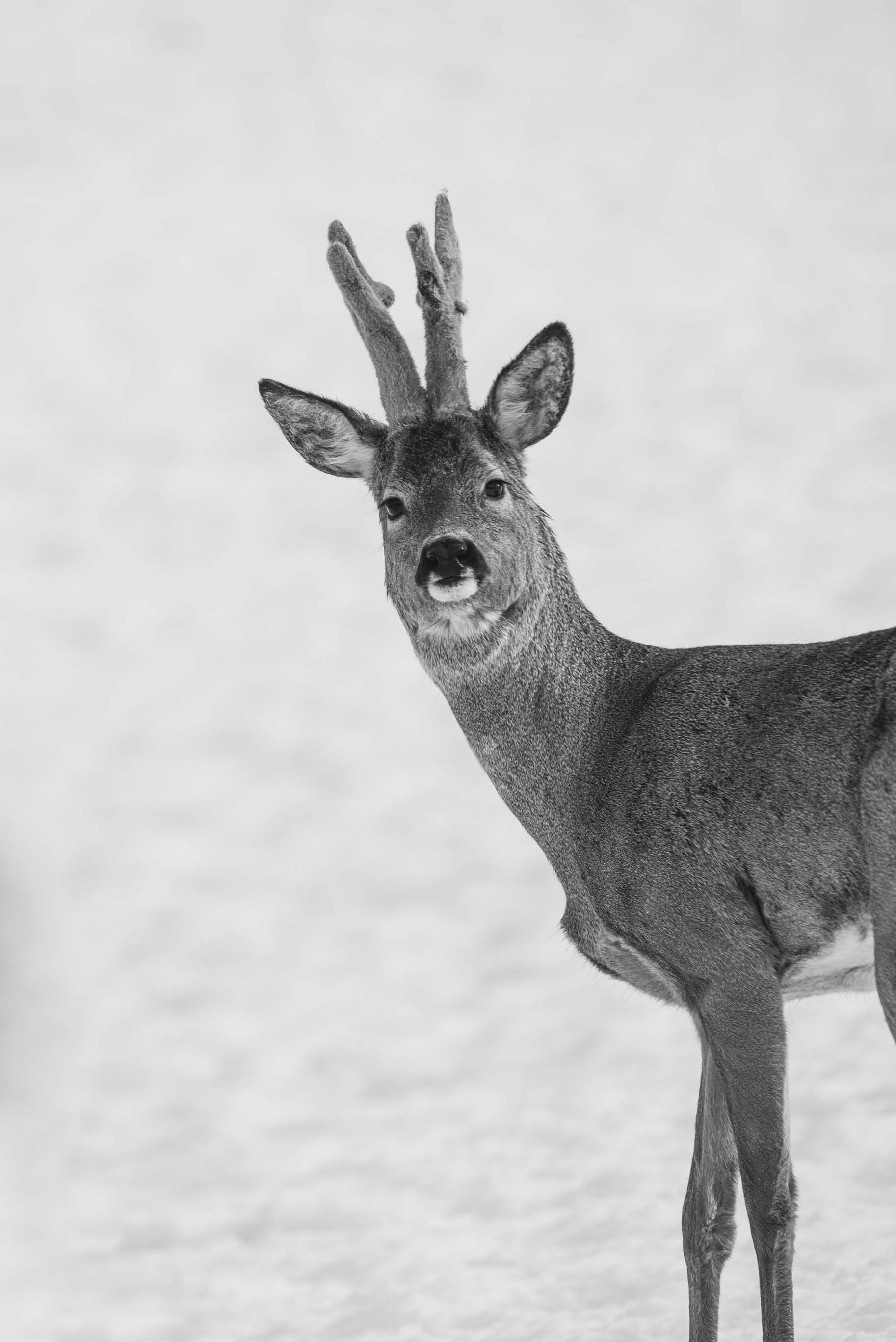 Portrait Chevreuil
