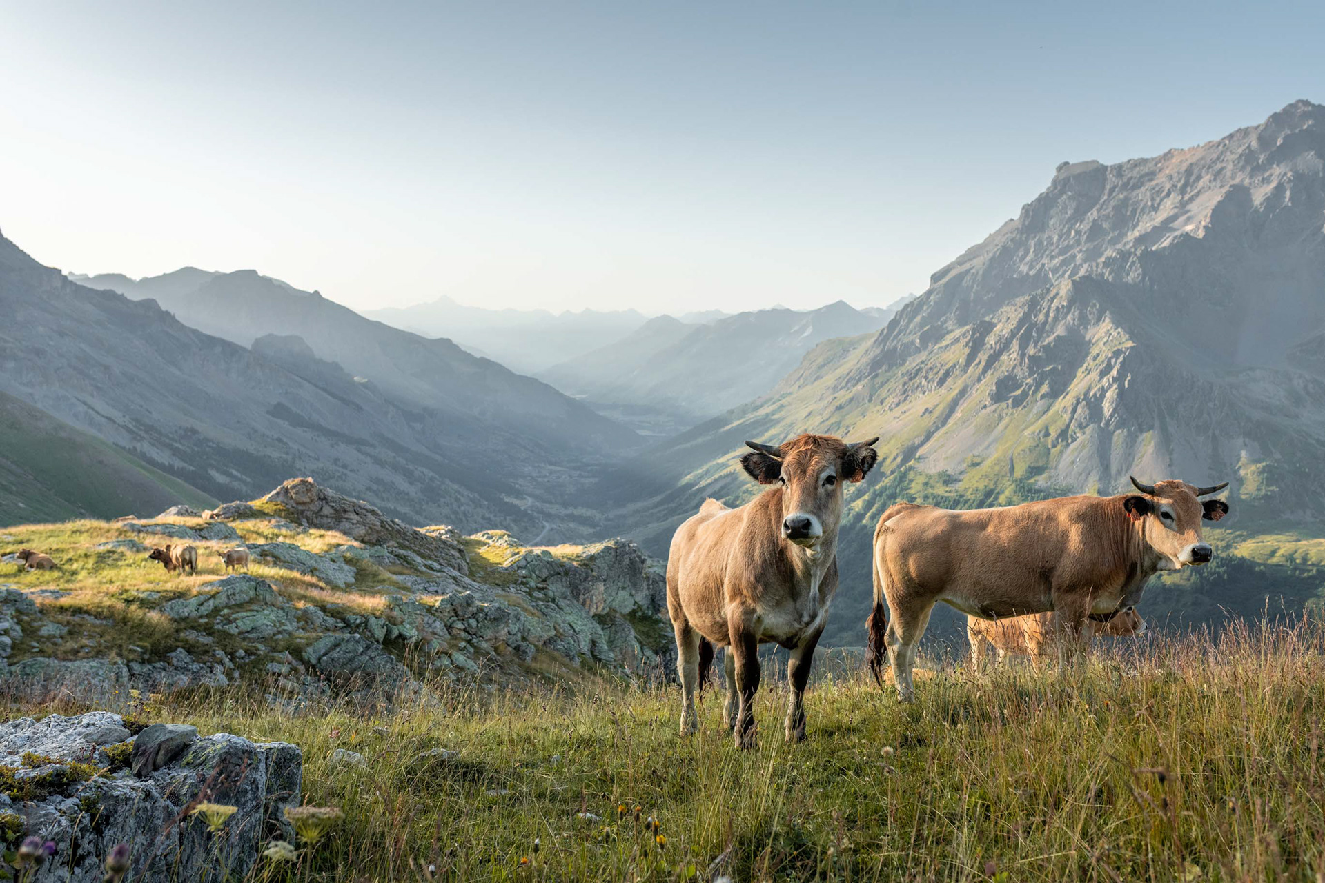 Les vaches du Galibier - Ecrins