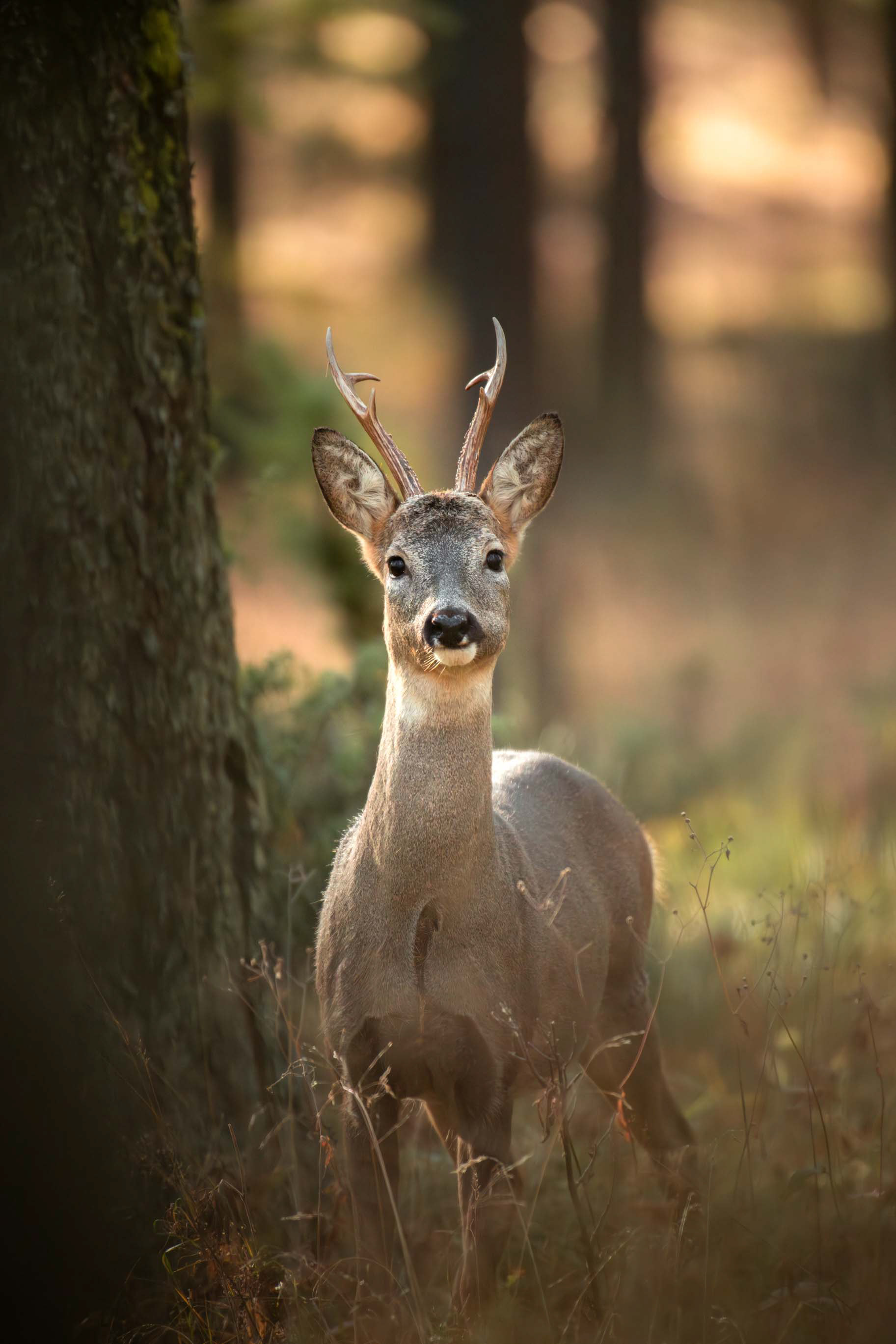 Portrait chevreuil meleze - Queyras