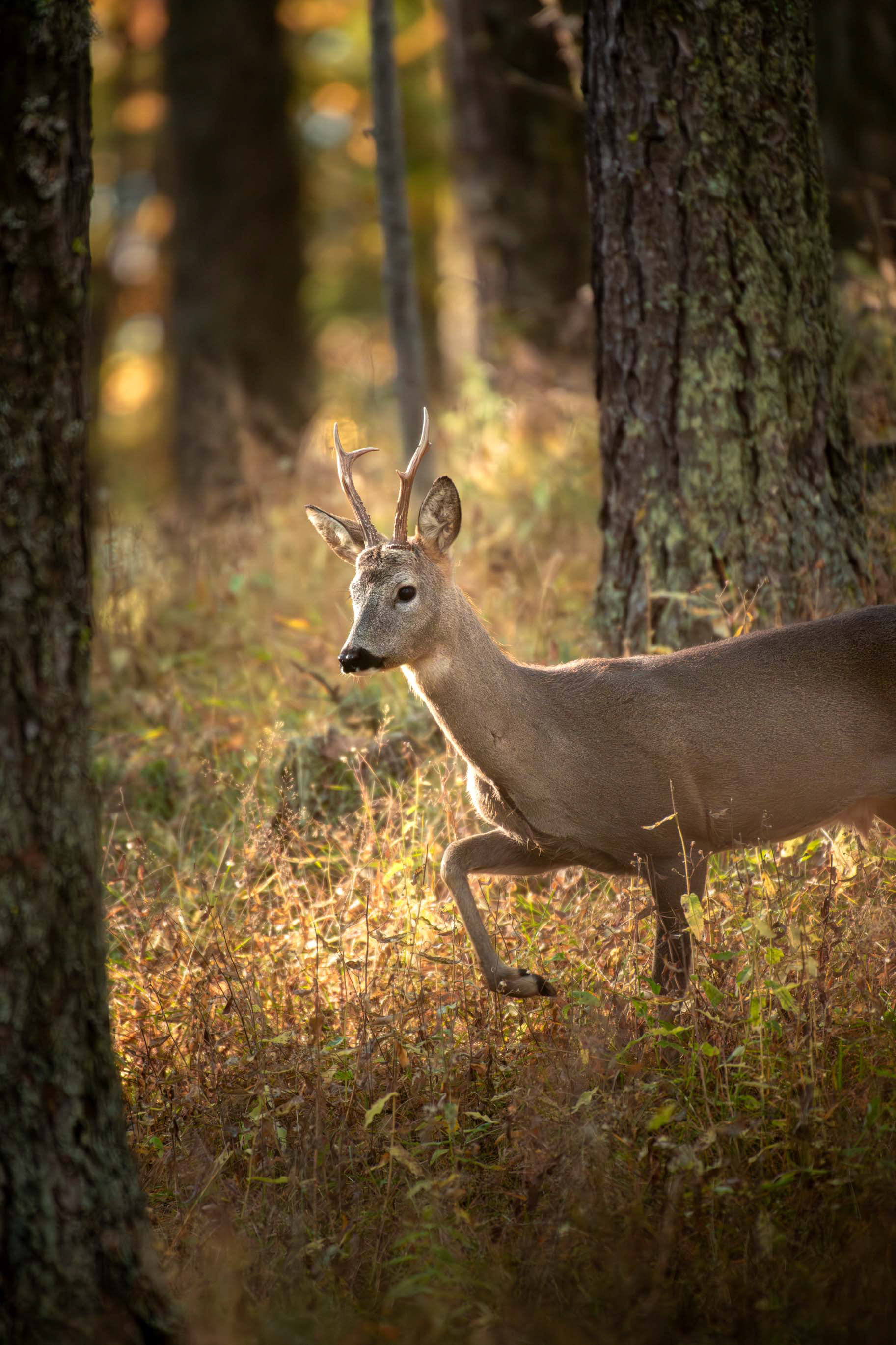 Chevreuils meleze - Queyras