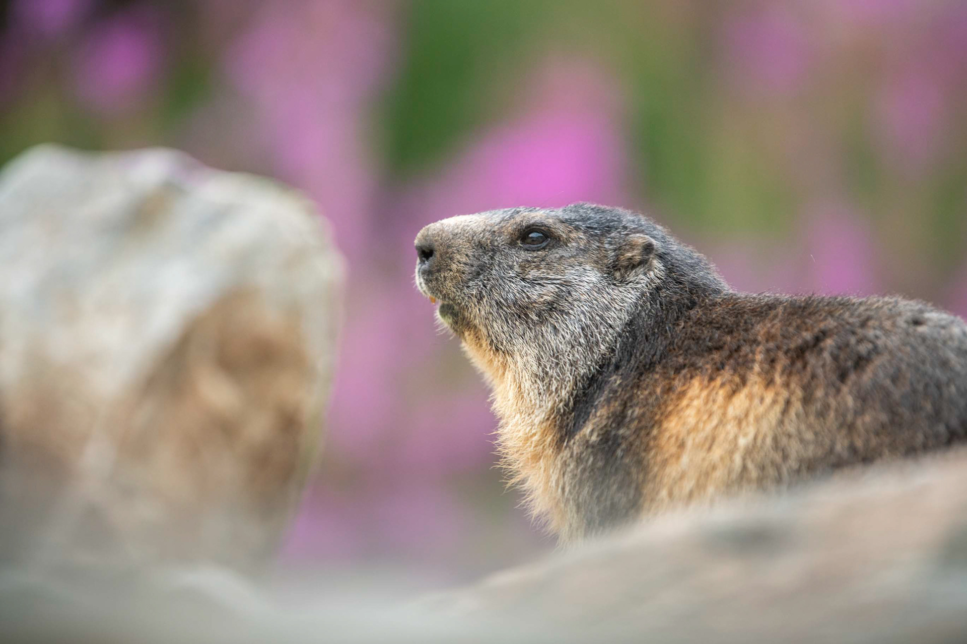 Marmotte