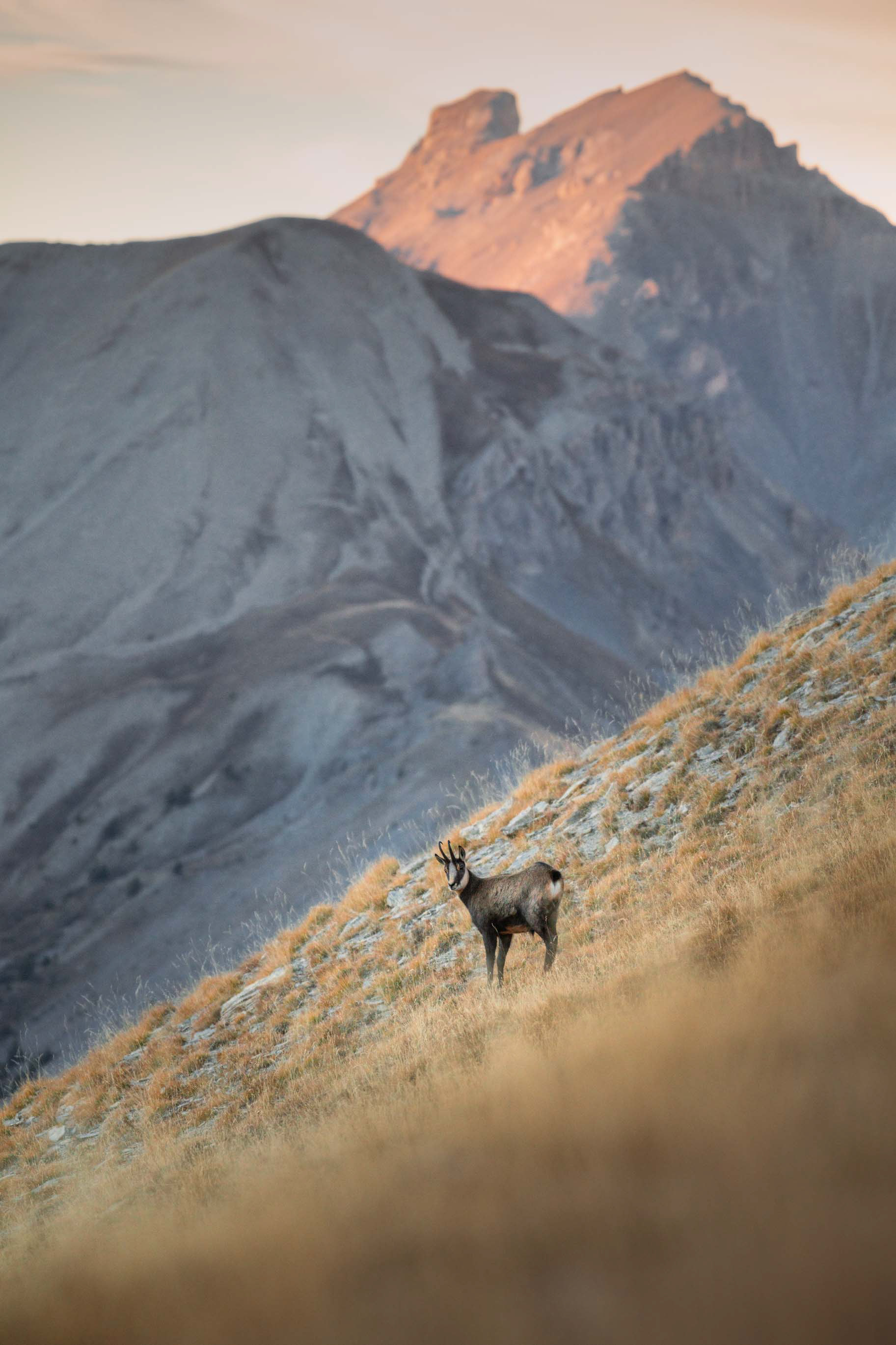 Chamois coucher de soleil - Queyras