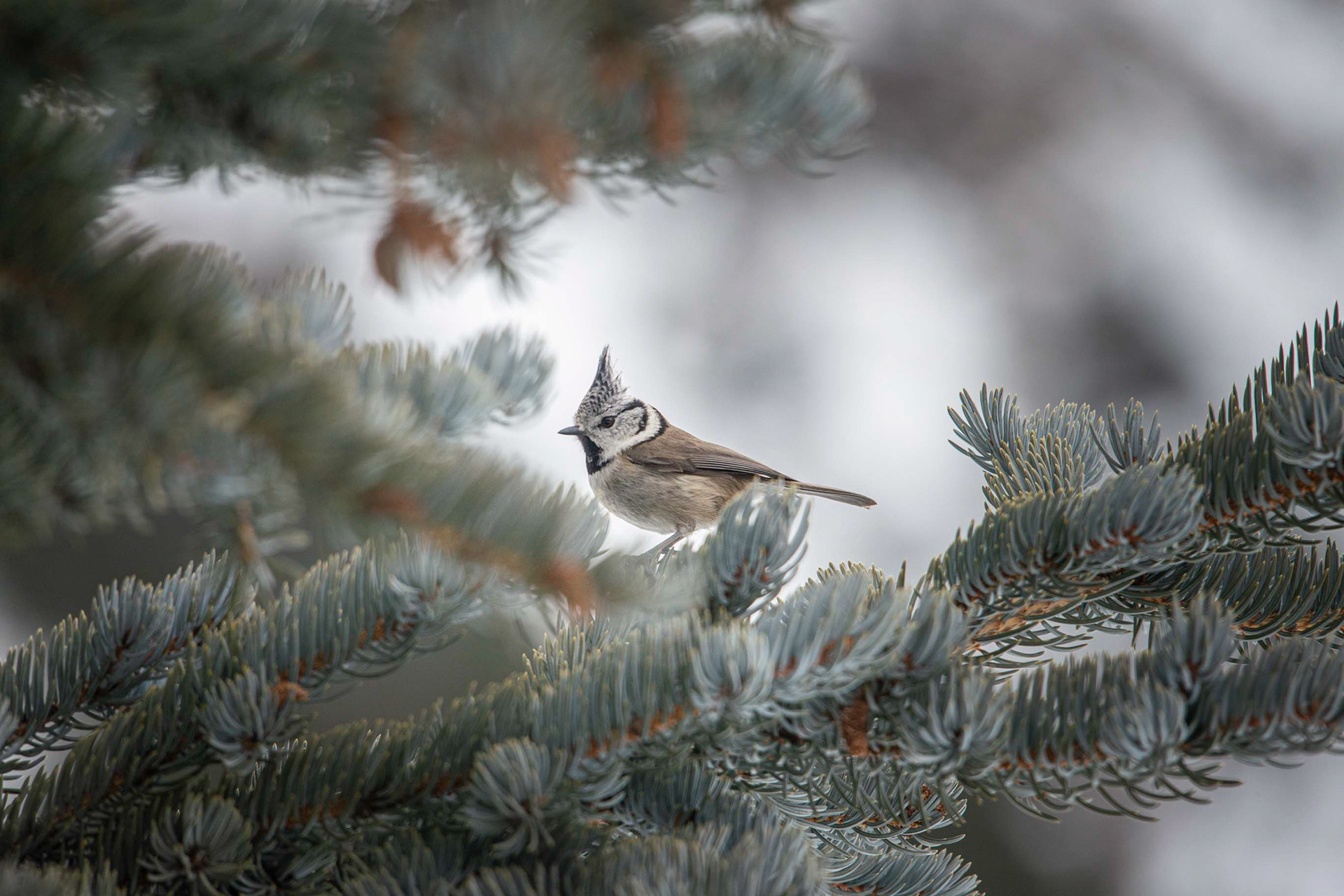 Mésange huppée 1