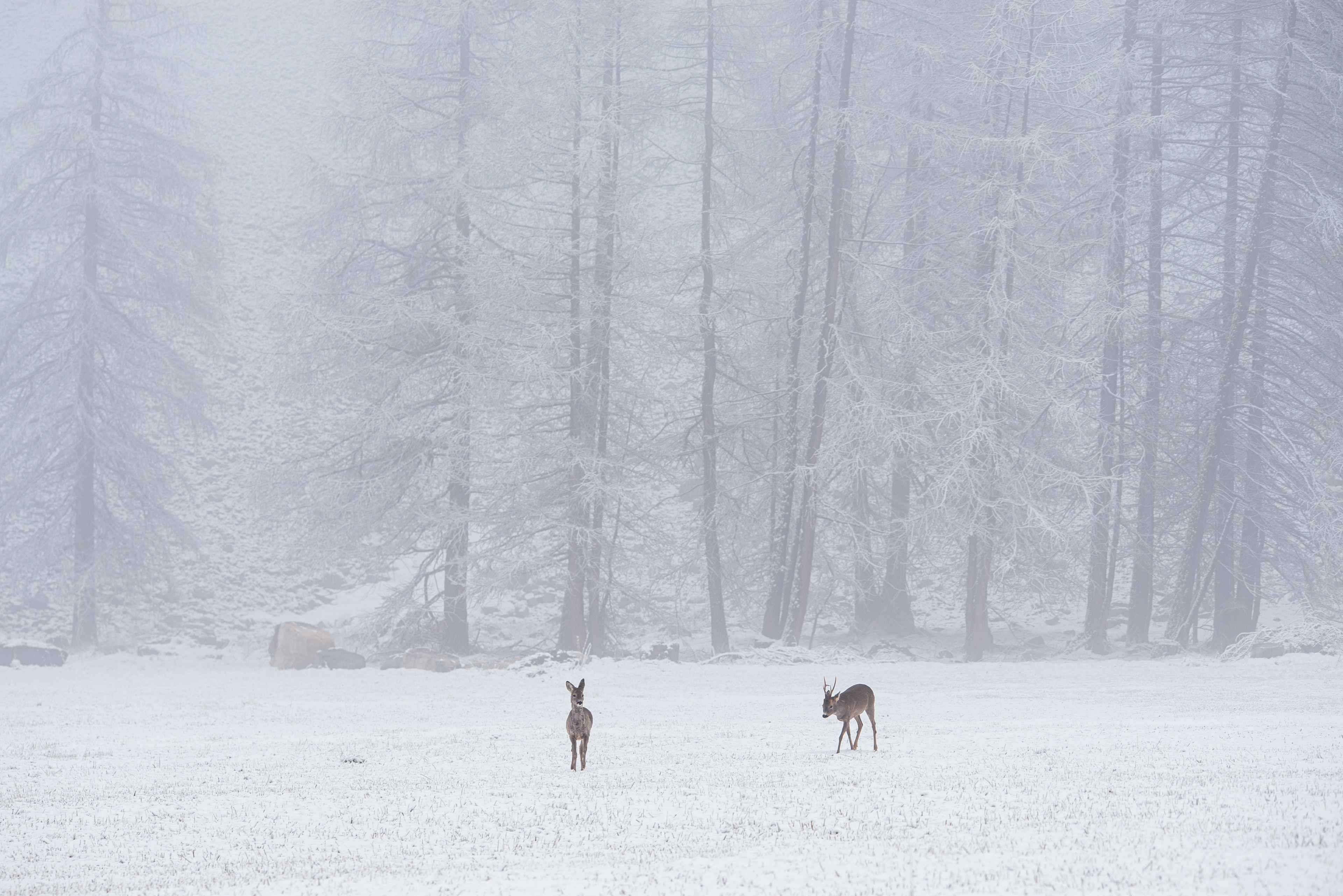 dans l'intimité des chevreuils - Ecrins