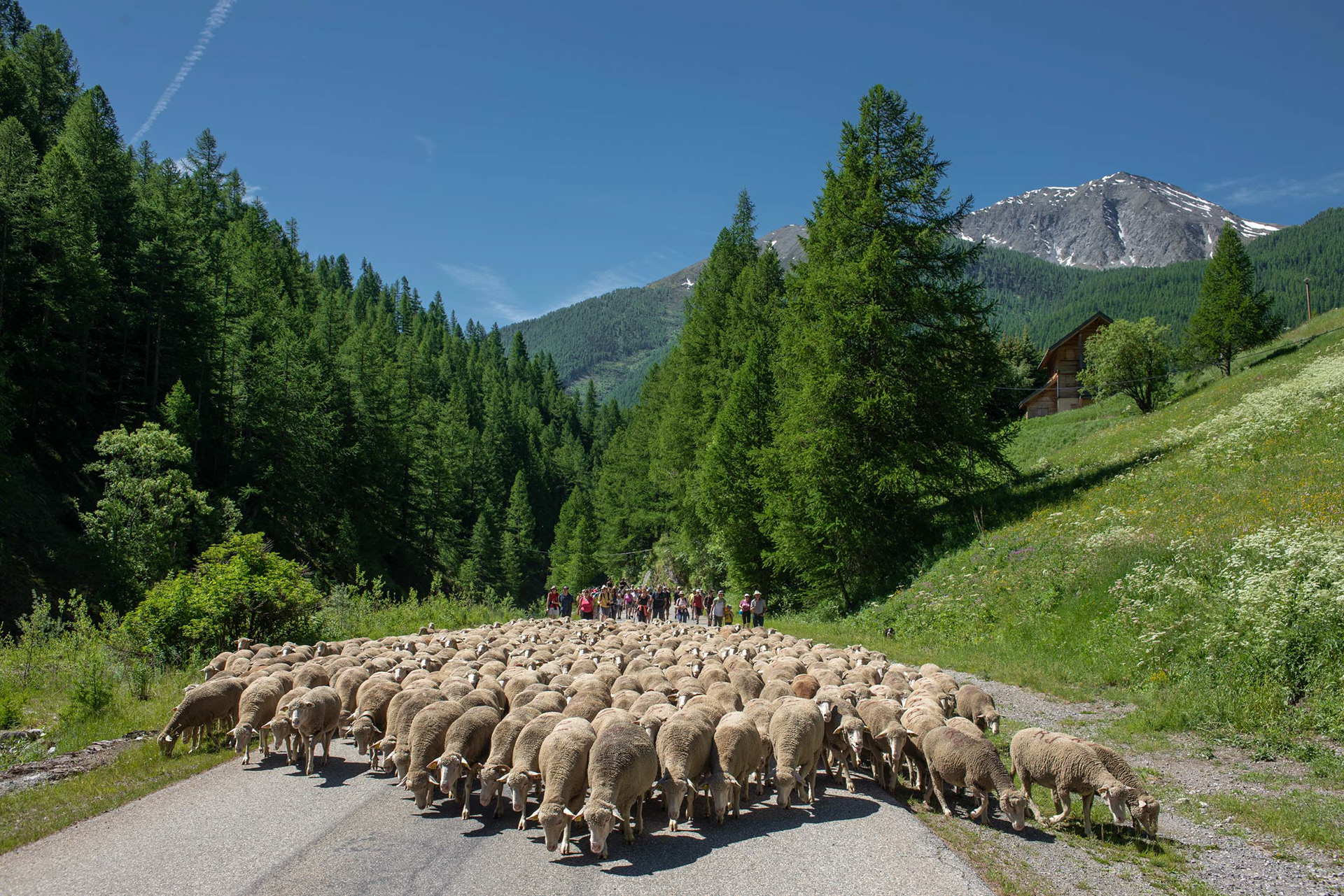Transhumance