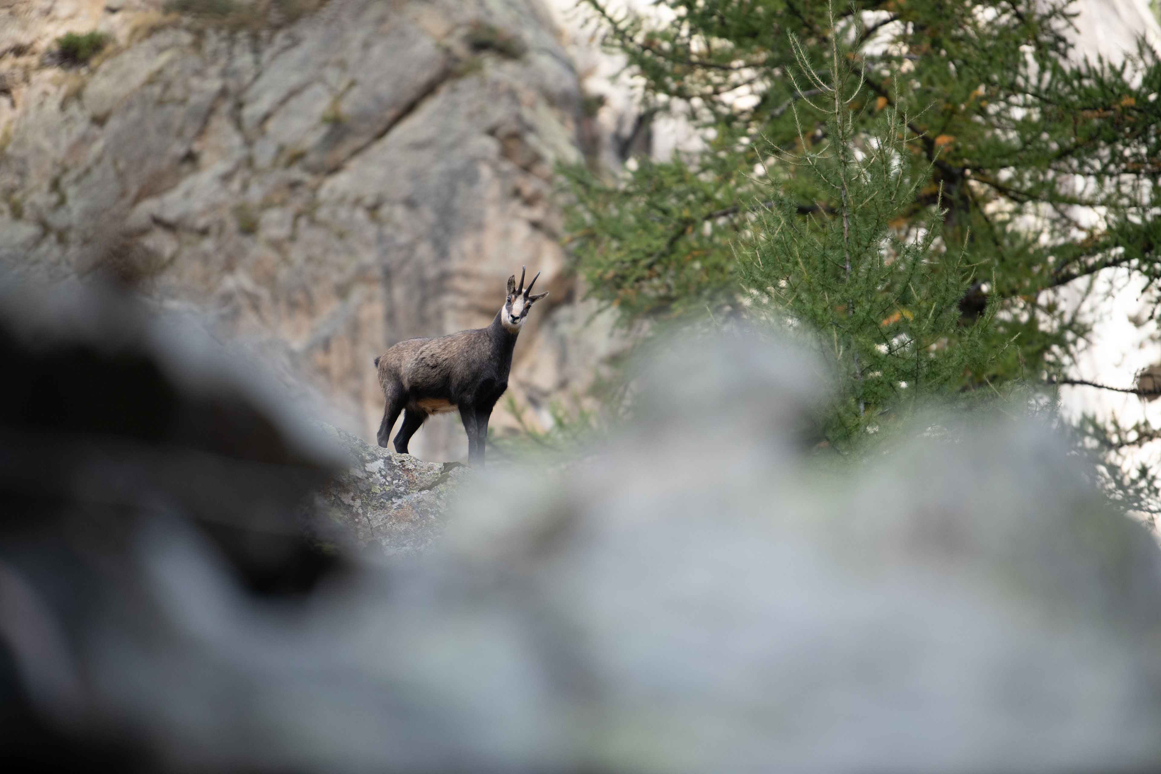 Chamois - Ecrins