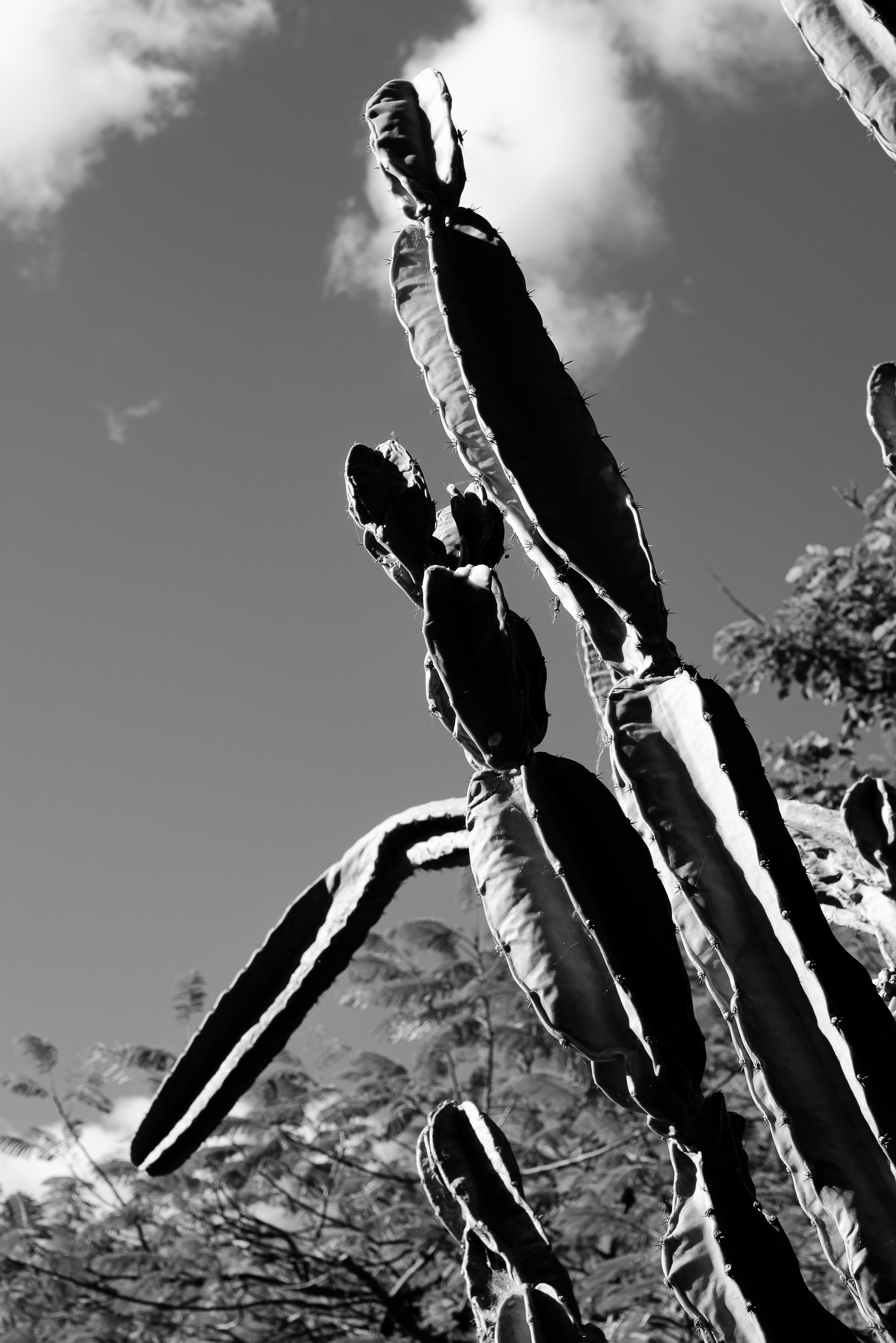 Arid