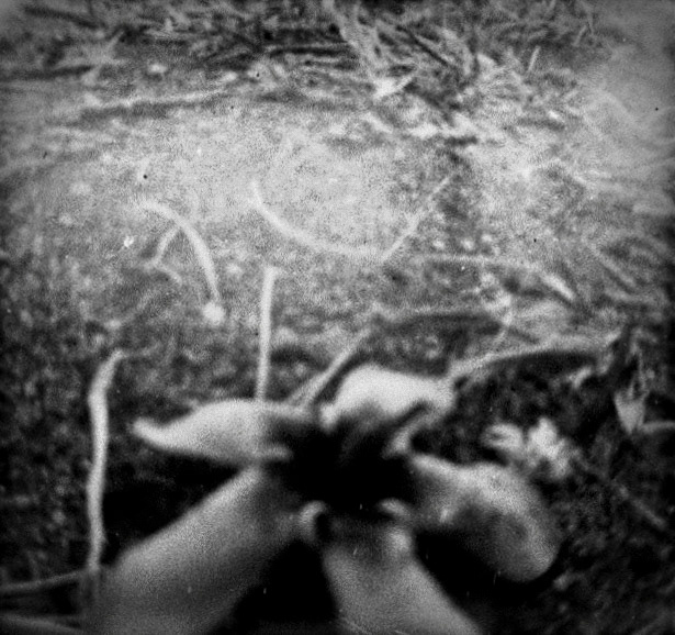 Grounded Bloom_B&W 110 mm film, ISO 100