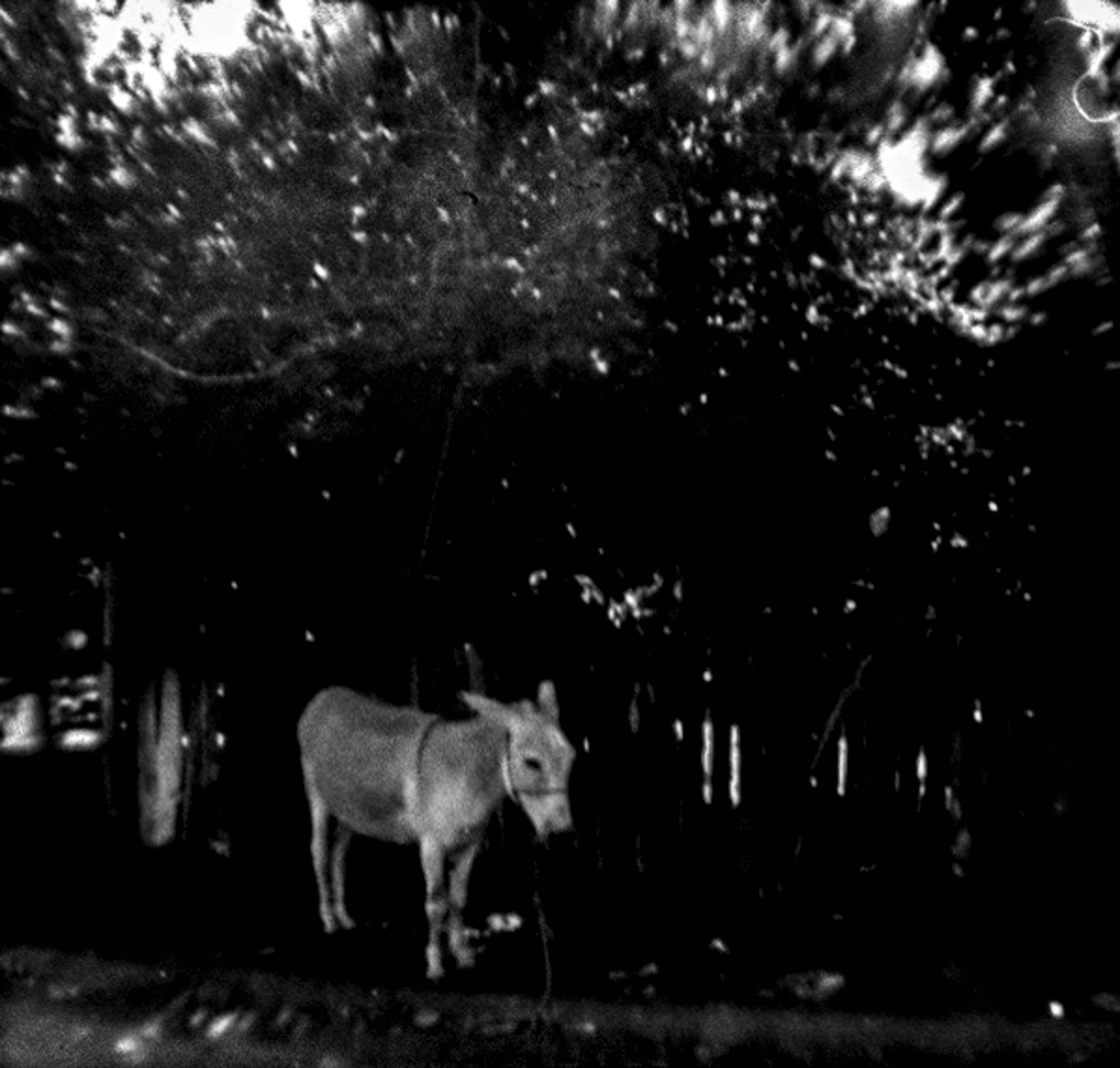 Once upon a time, B&W Diana Baby110, ISO 100