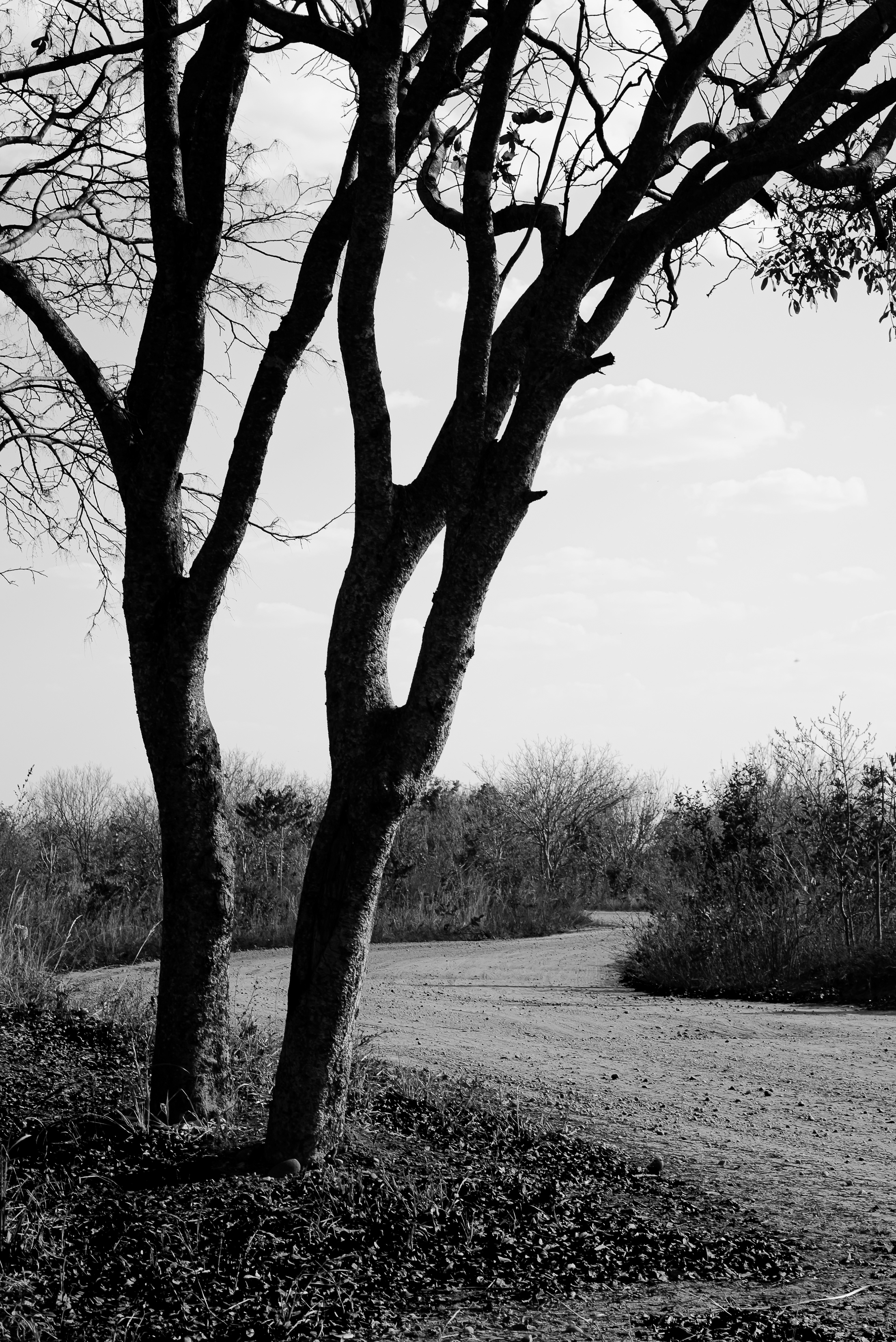 Path to sertão