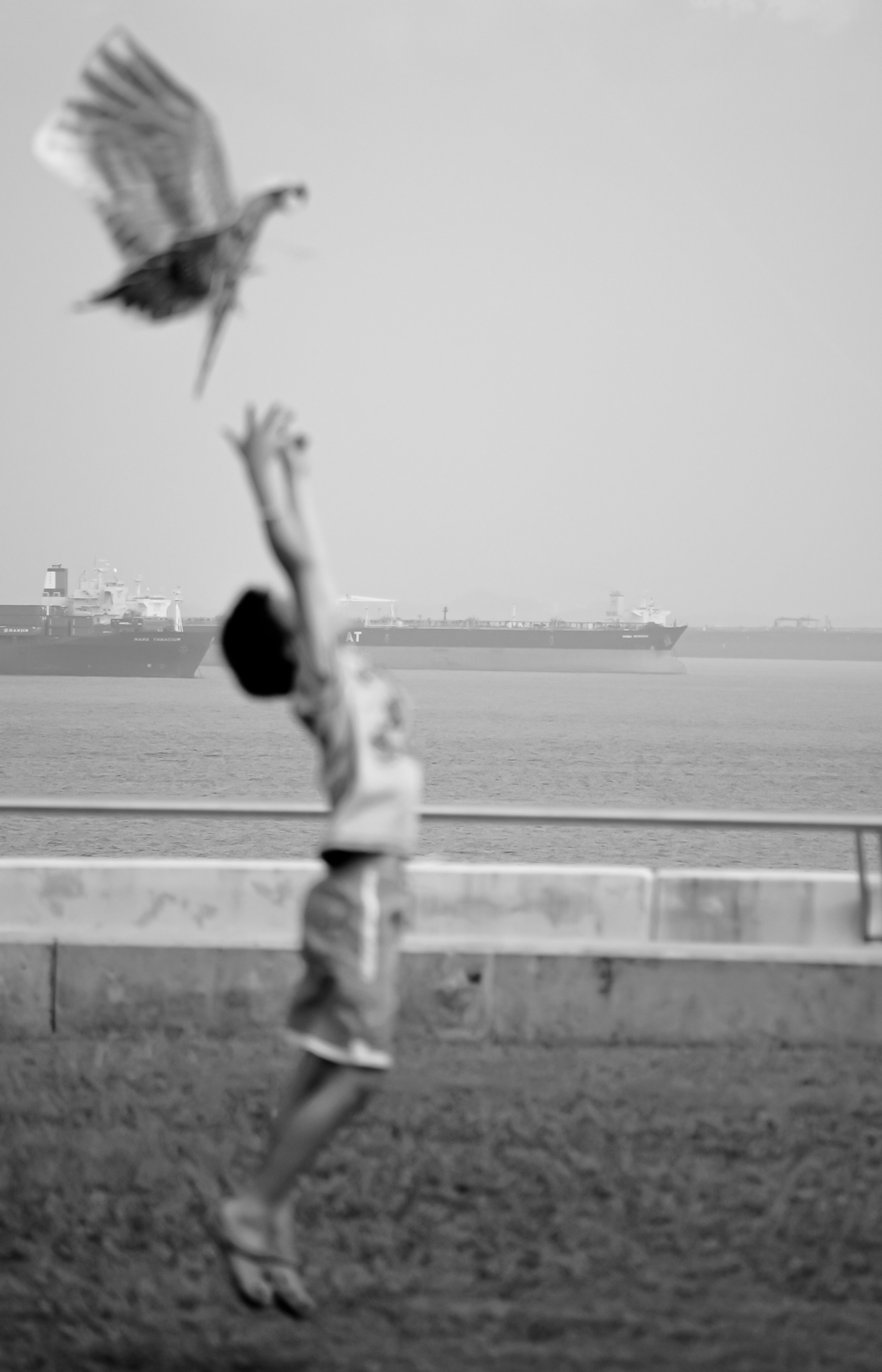 Flying Freedom
